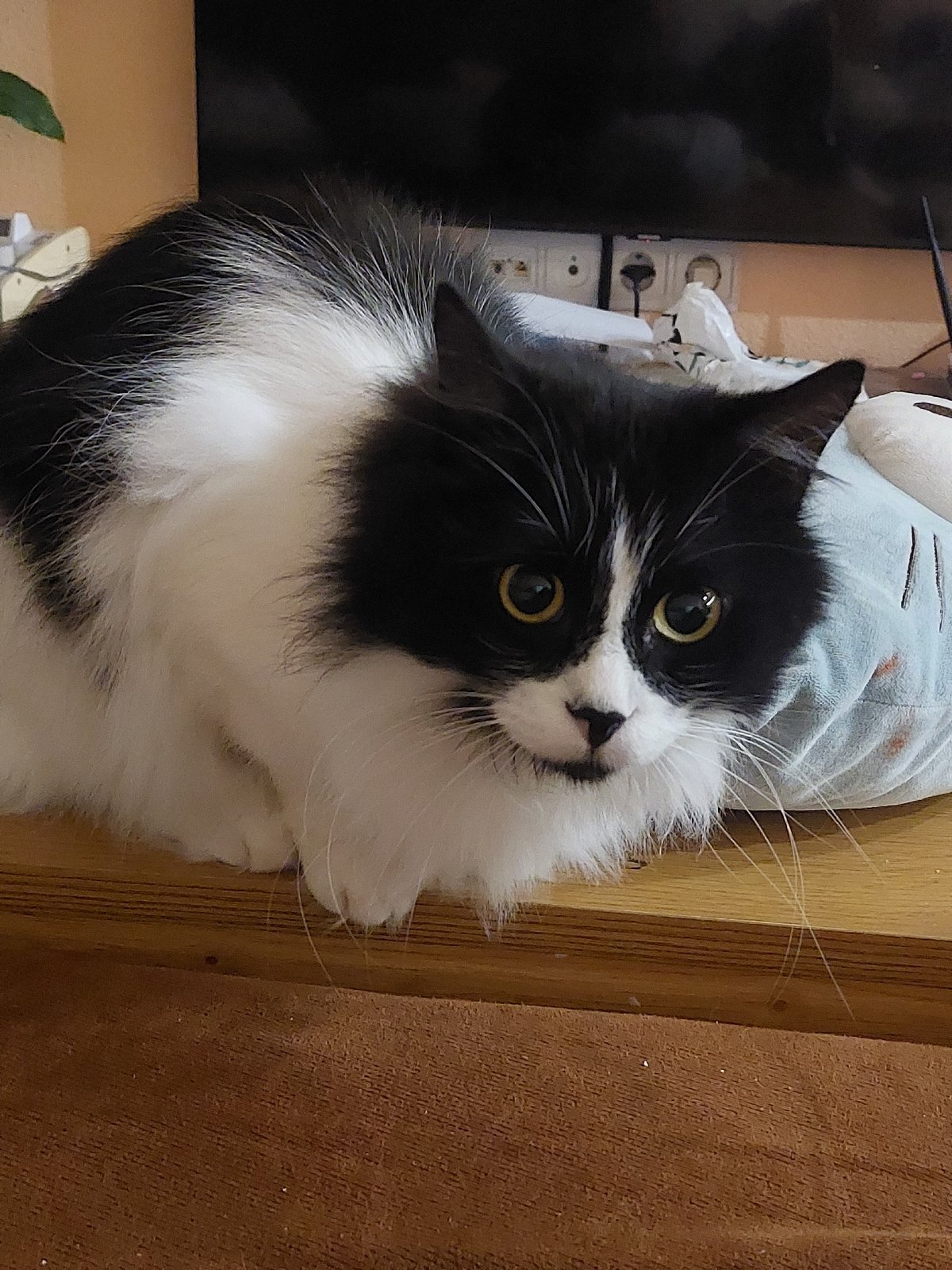 Long-haired black and white cat photographed in Plovdiv