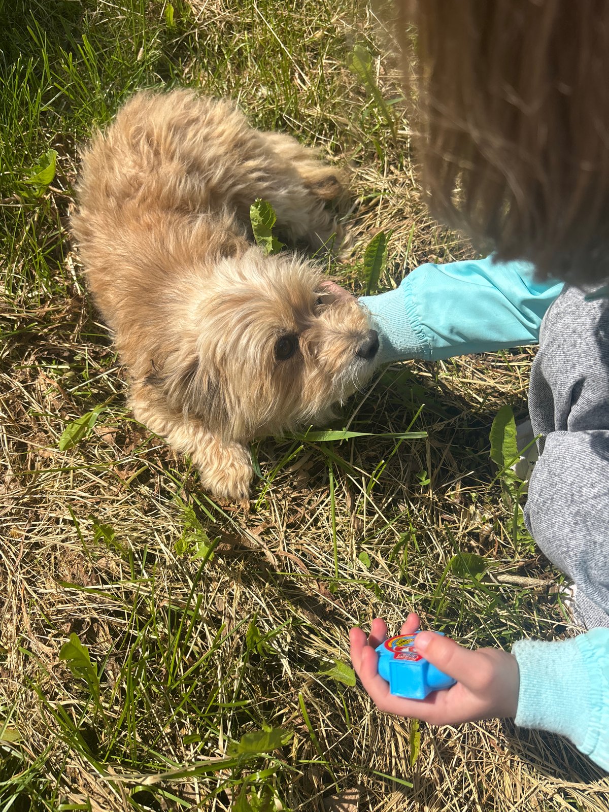 Domestic moments with child, pets captured in Russian village