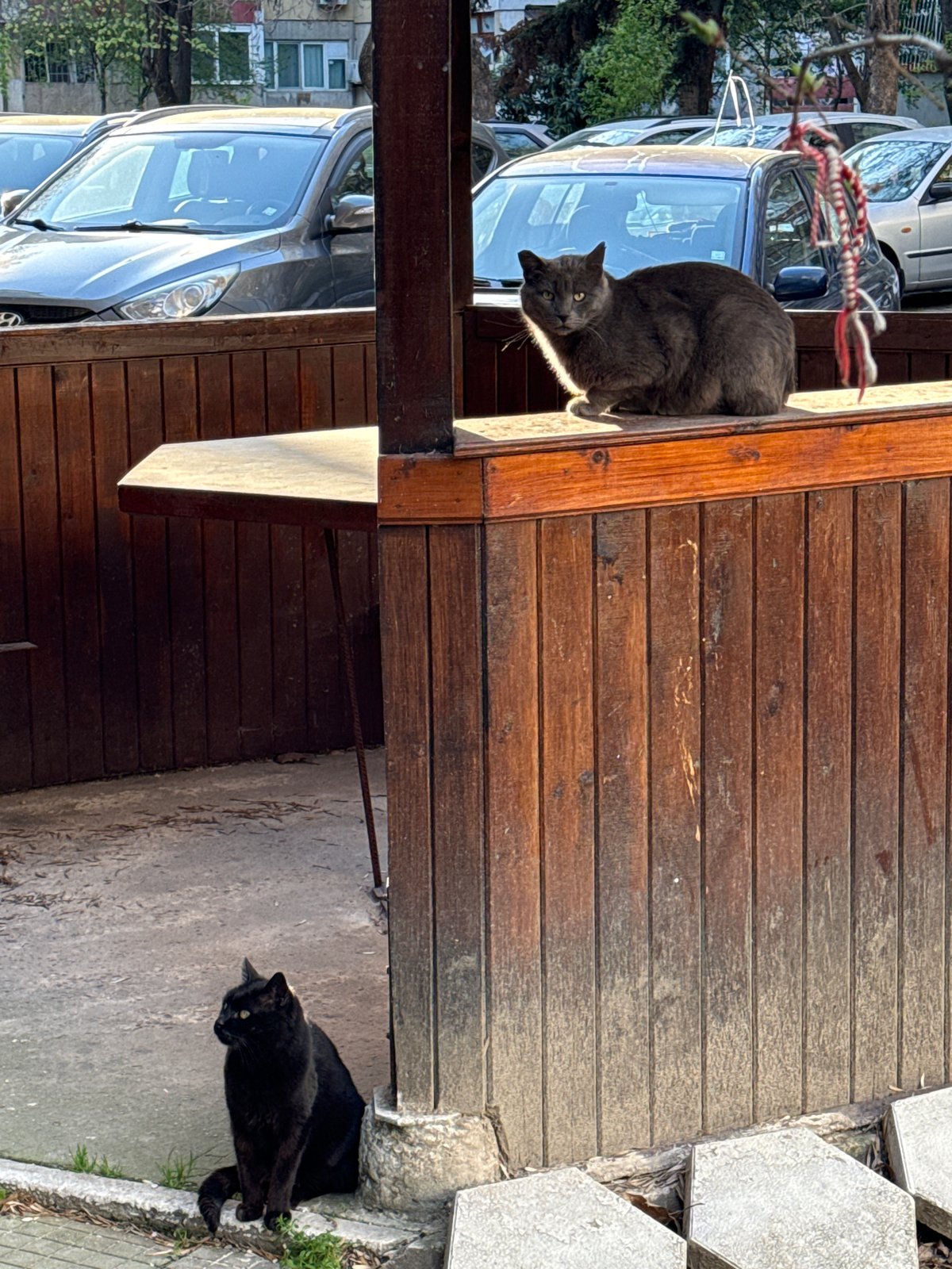 Gray cat spotted on wooden structure in Plovdiv, Bulgaria