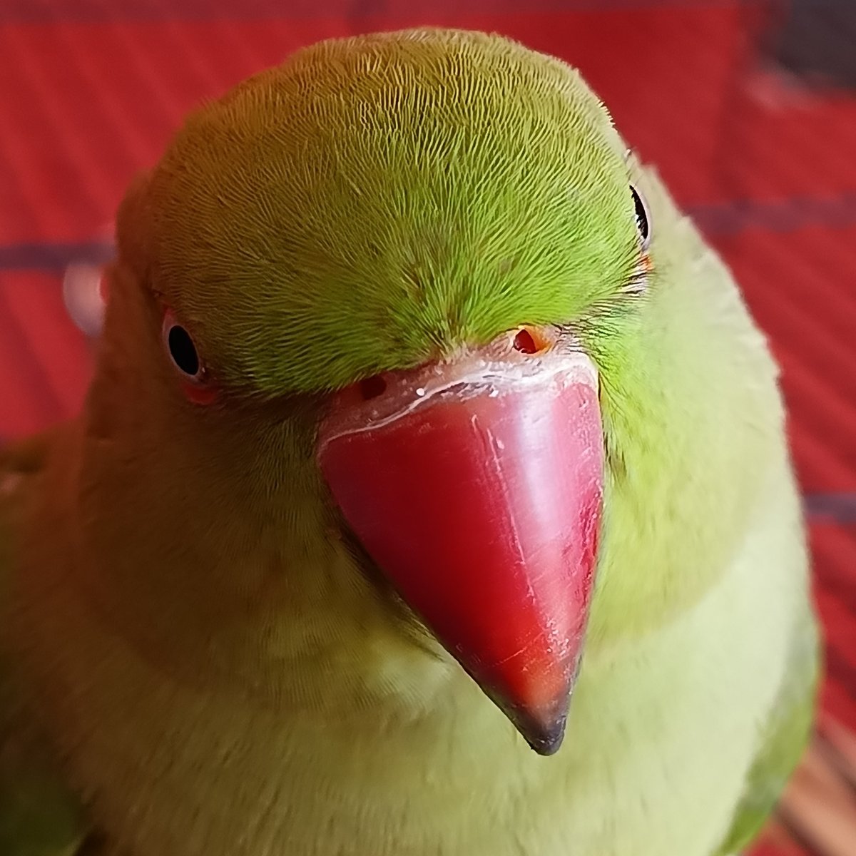 Pet parrot and dog content mixed with animal-voiced memes, Cheb