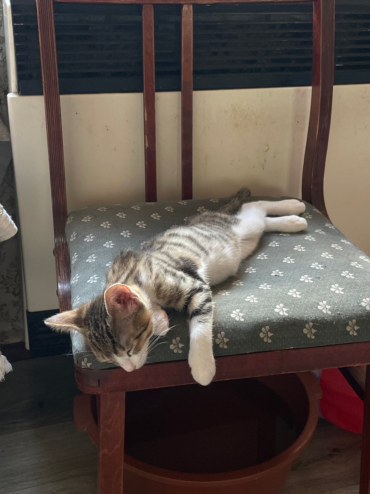 Cats napping on a chair in a Tbilisi apartment