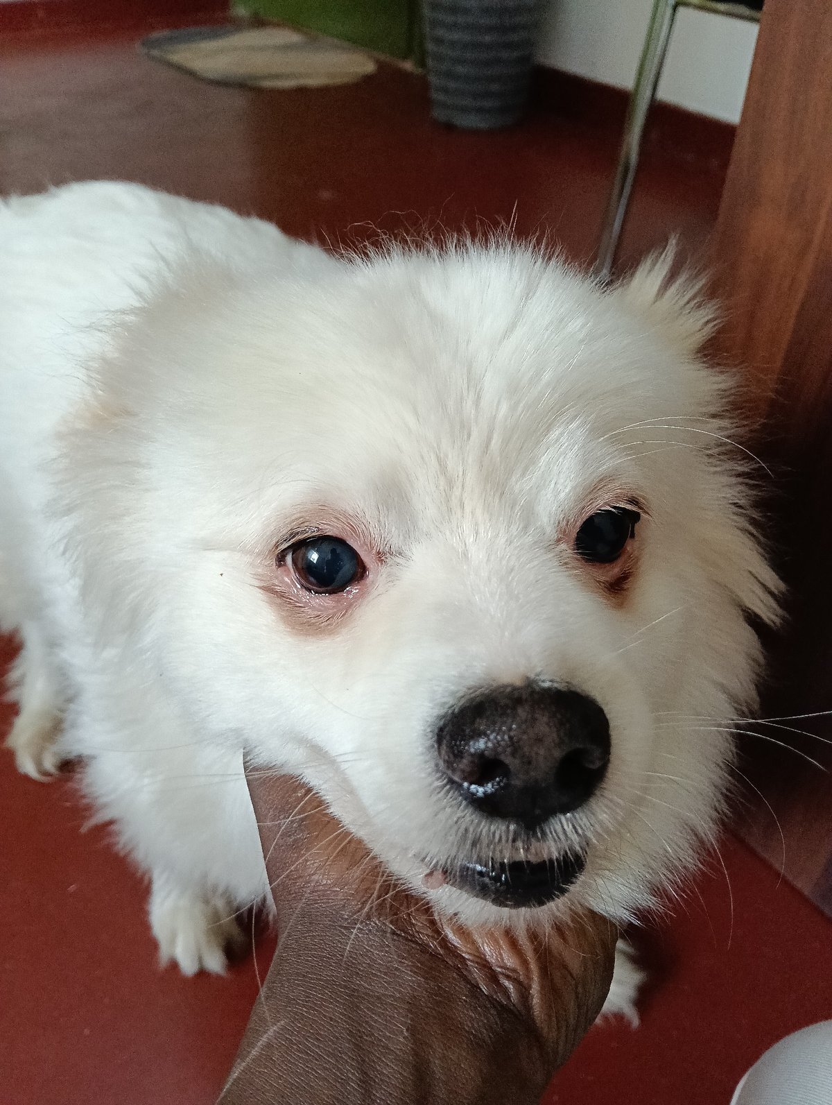 Dogs spotted around Nairobi Friday morning