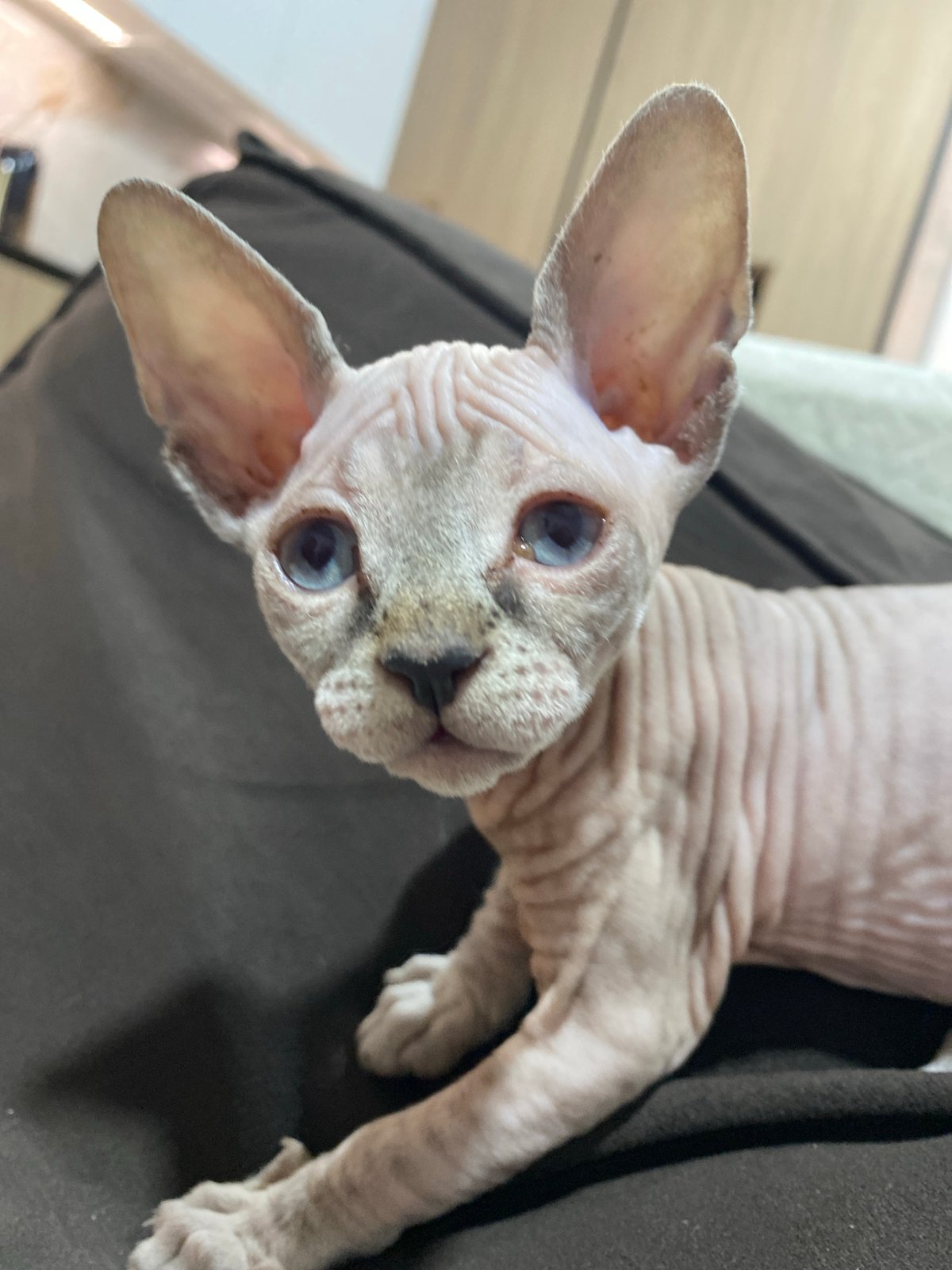 Sphynx cat photographed in relaxed moments in Chemoshur