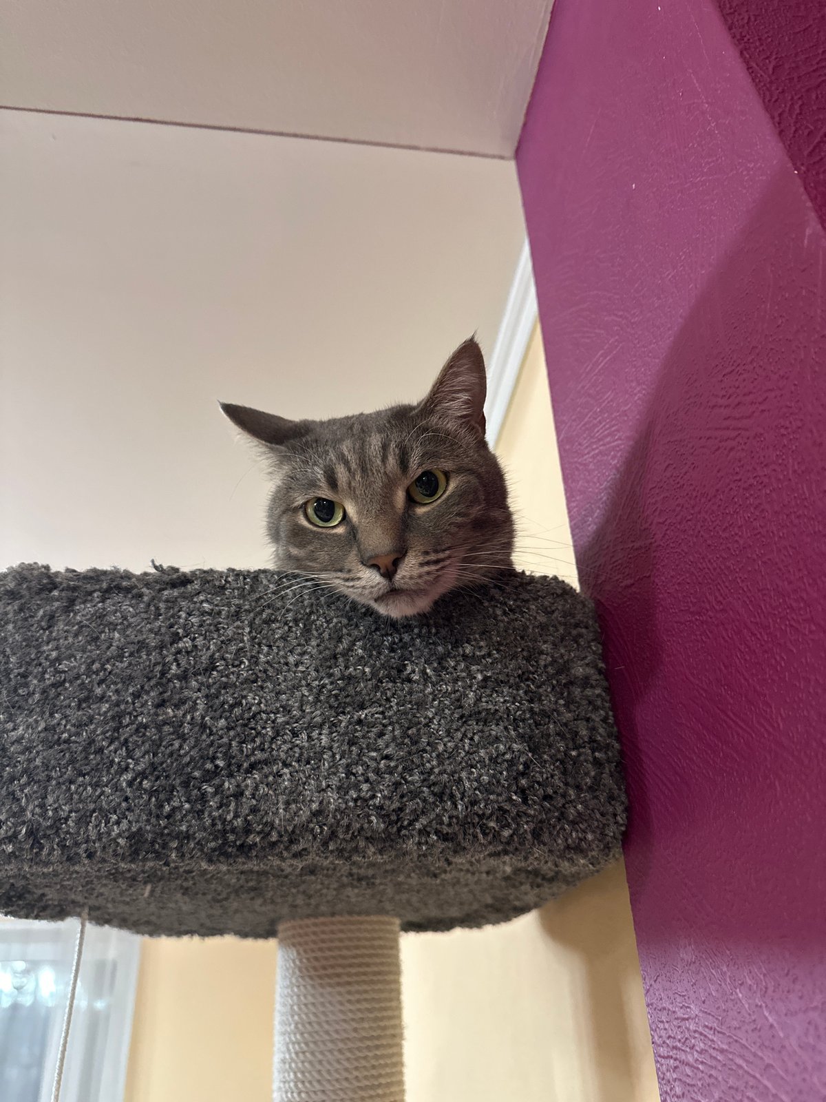 Gray tabby cat spotted on cat tree in Krasnoyarsk