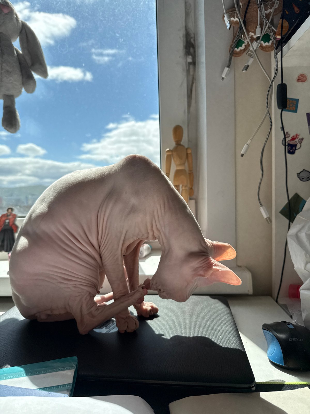 Sphynx cat grooming observed near window in Krasnoyarsk