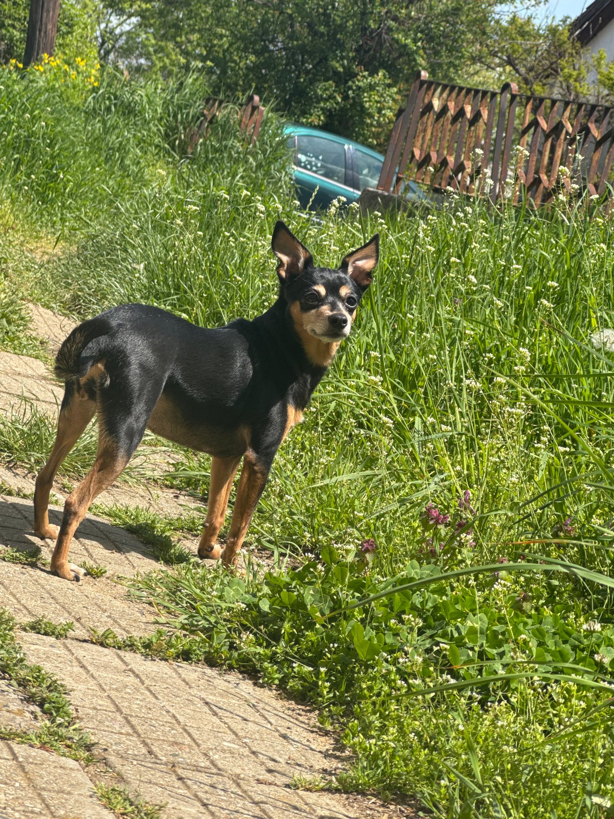 Black and tan dog spotted on Sofia walkway