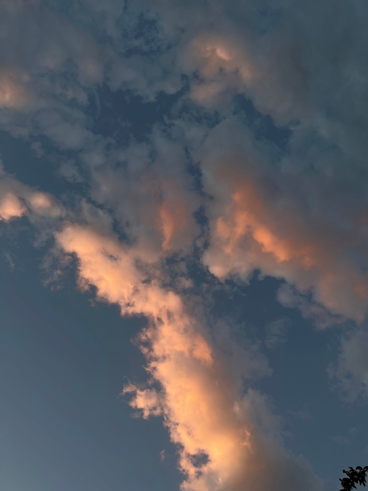 Golden hour skies, cozy cats, and a blooming yucca in Tikhoretsk