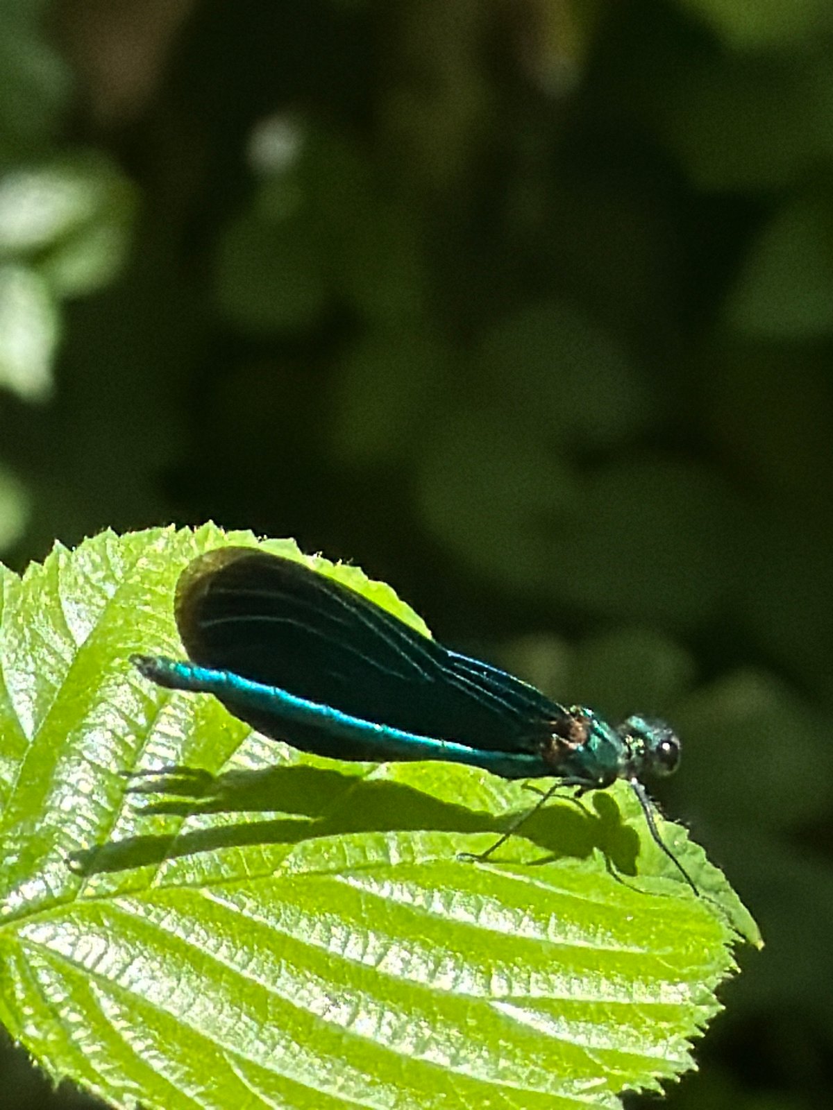Afternoon nature walk documented across Junglinster countryside