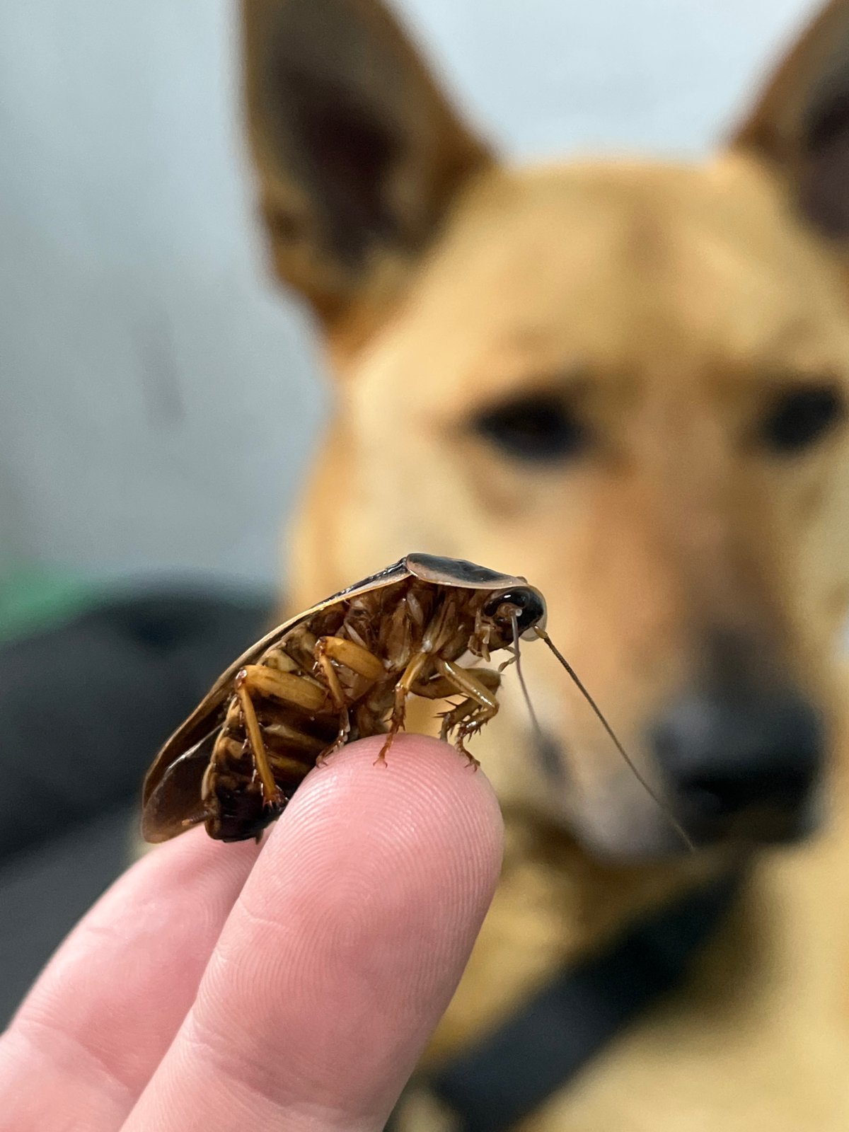 Pet owner introduces cockroaches to dogs in Russian home