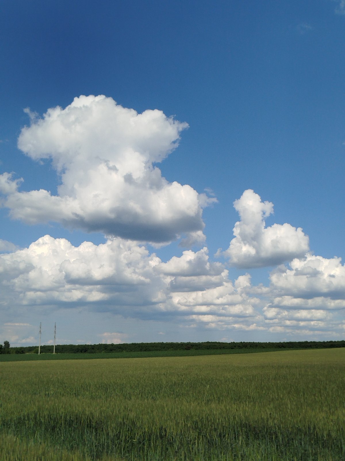 Rural Ukraine poppy fields documented in 15-minute sequence