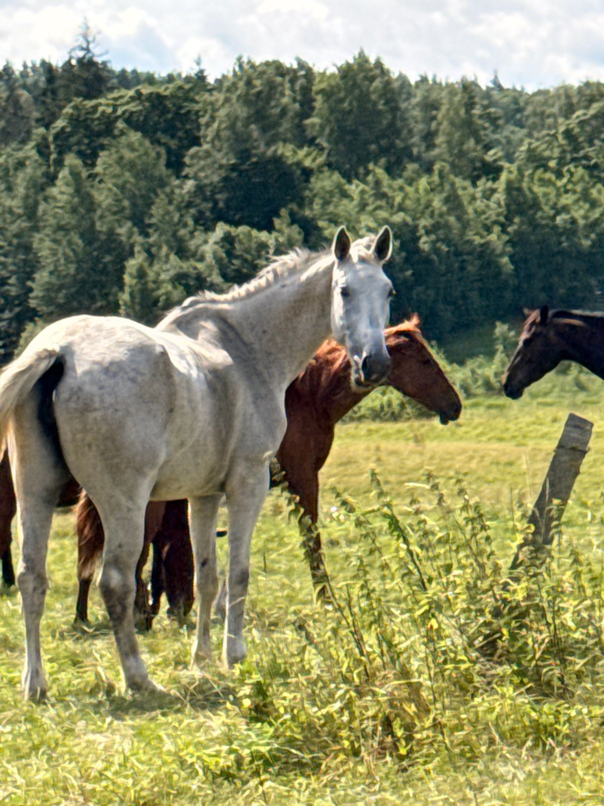 Quiet morning on a Lithuanian rural property with horses and ducks