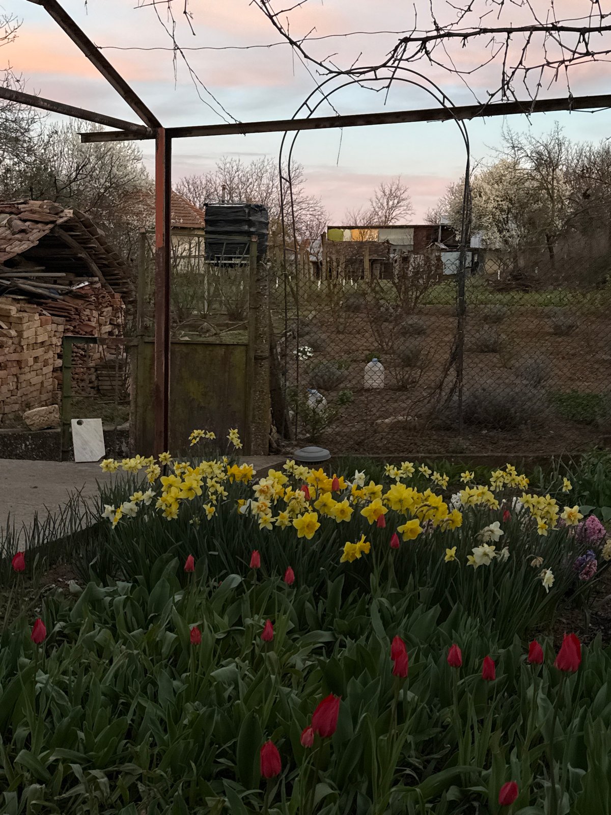 Spring garden blooms amid construction materials in Bulgarian village