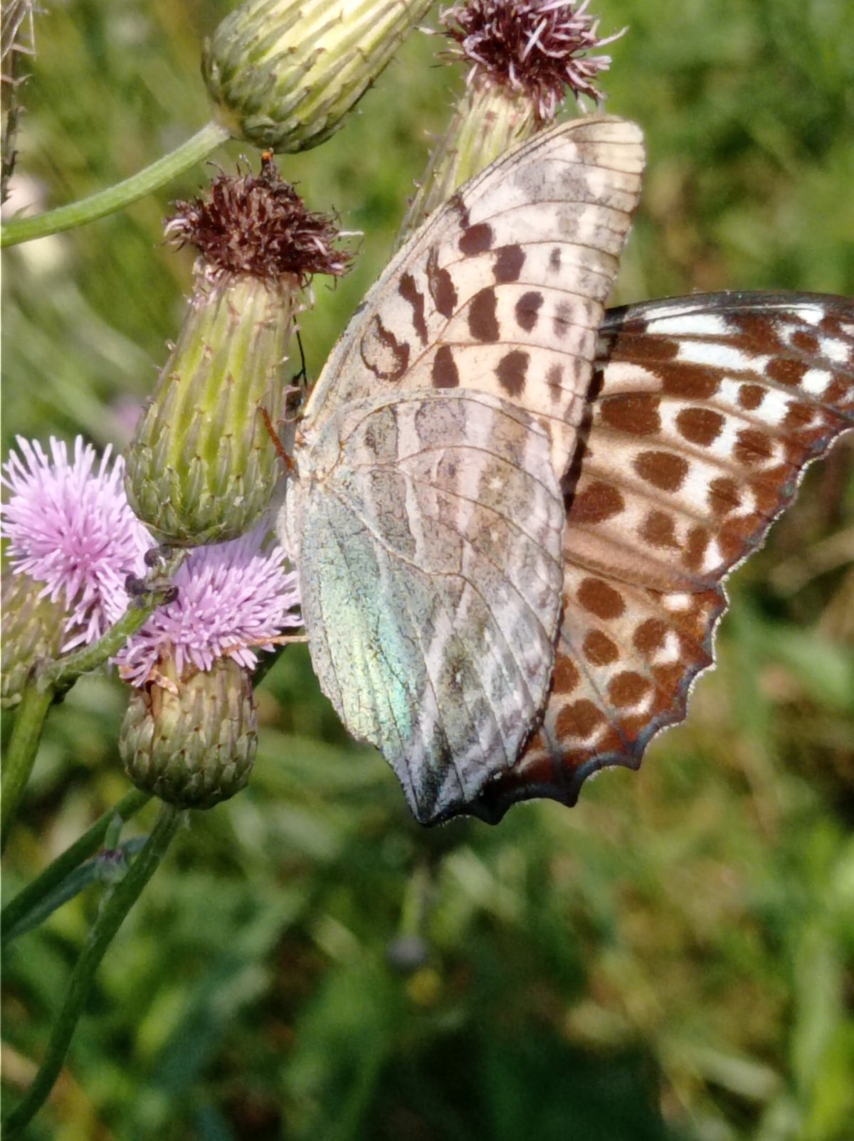 Butterflies and thistles in a Russian summer meadow