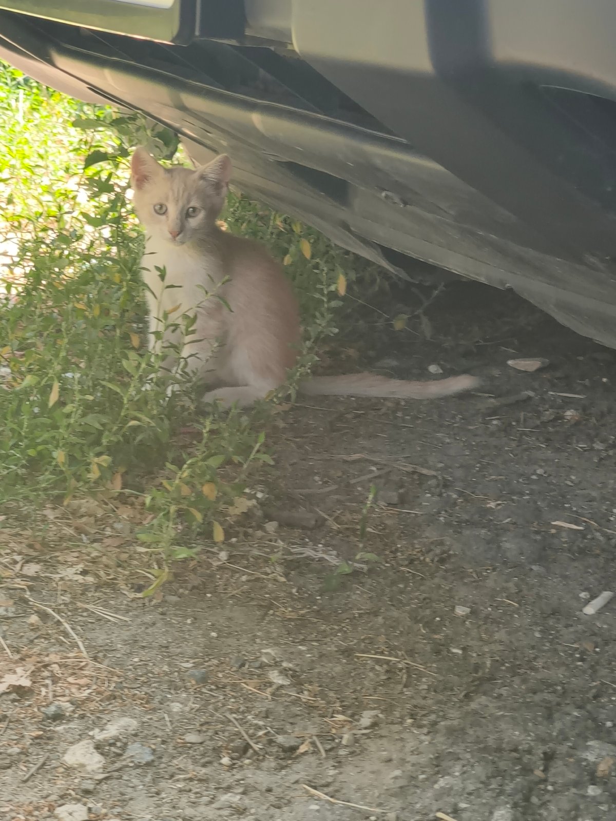 Sunny morning sky-gazing through Chișinău trees, plus a kitten