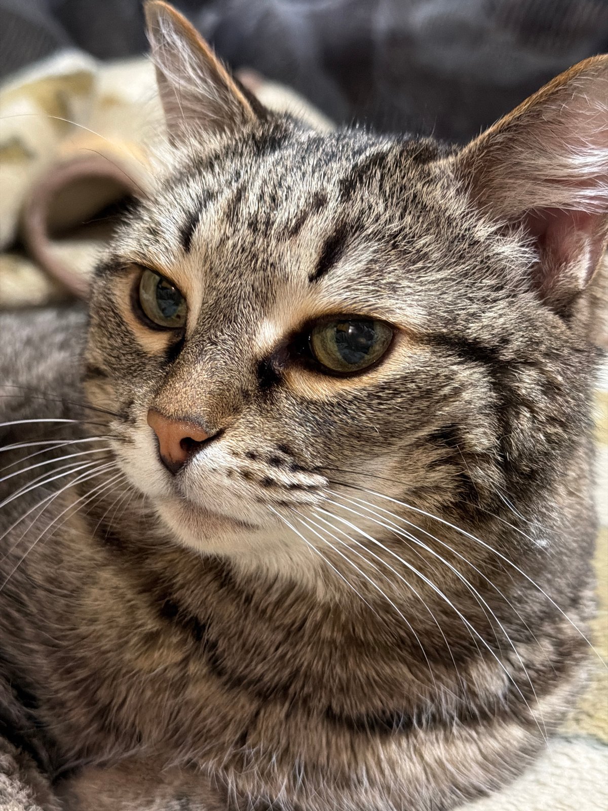 Tabby cat photographed resting on blanket in Izhevsk