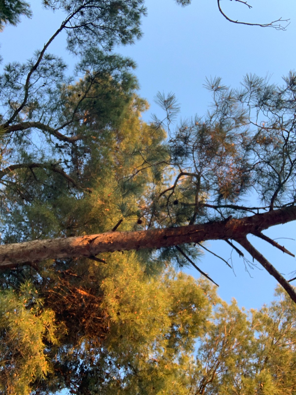 Pine tree canopy observed from ground in Bar, Montenegro