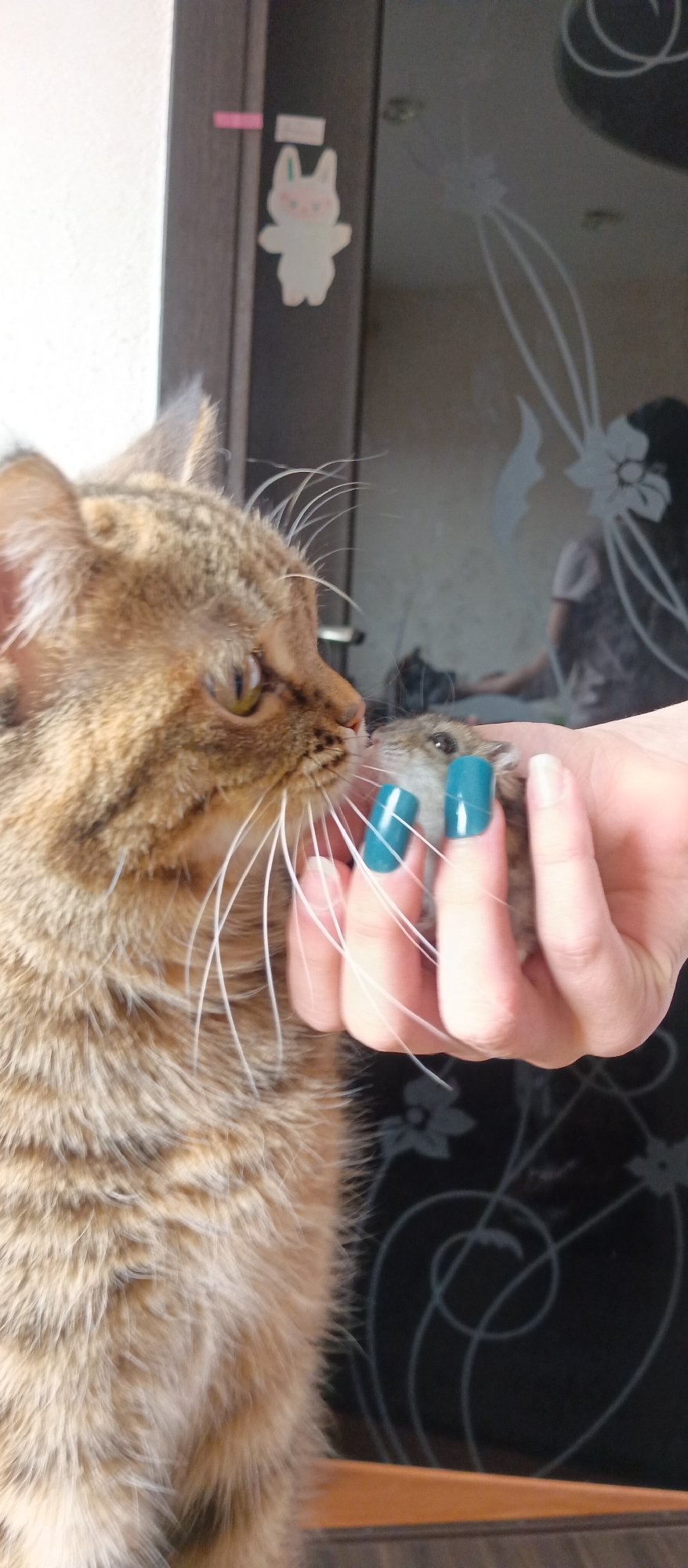 Tabby cat and hamster interactions observed during morning playtime