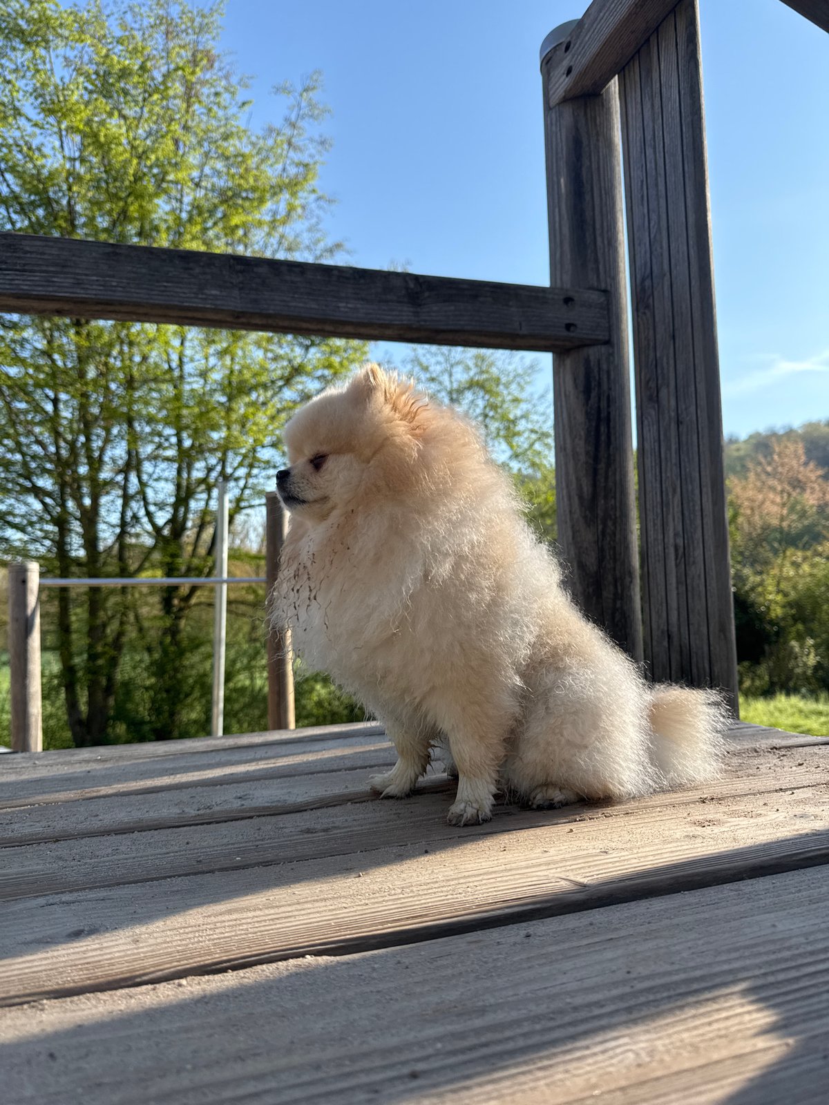 Small Pomeranian spotted on wooden platform in German town
