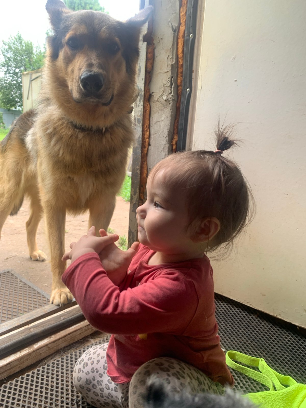 Dogs and a toddler at a Russian residential property