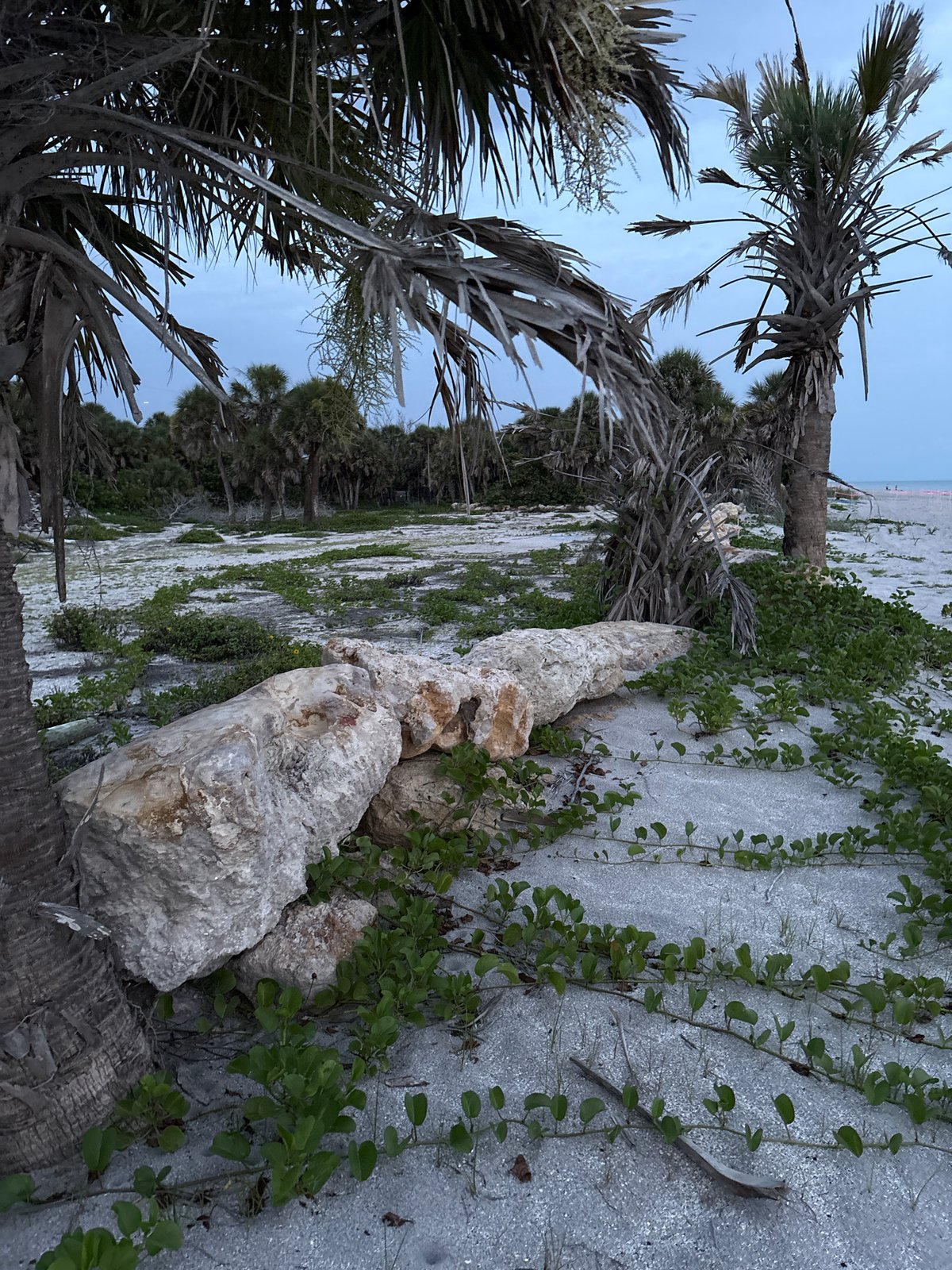 Closed beach section in Venice, Florida, rocks and coastal vegetation at night