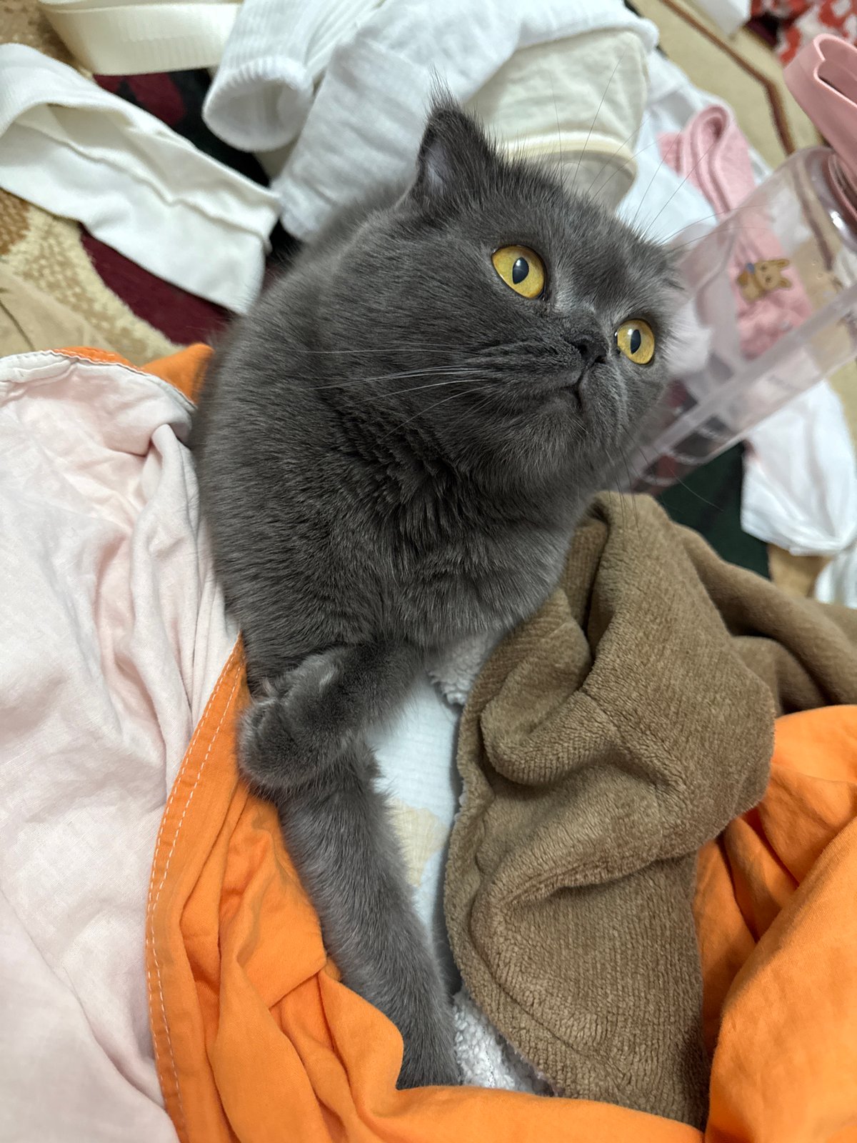Gray cat makes itself at home in a Tashkent laundry pile