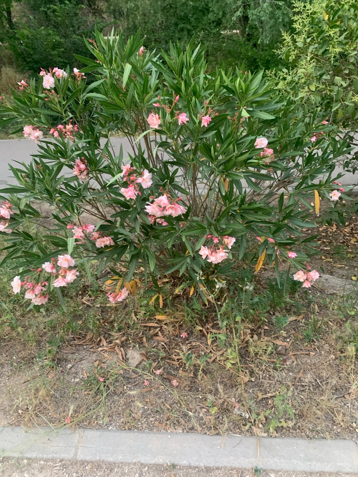 Evening walk documented through Madrid park showcasing natural flora
