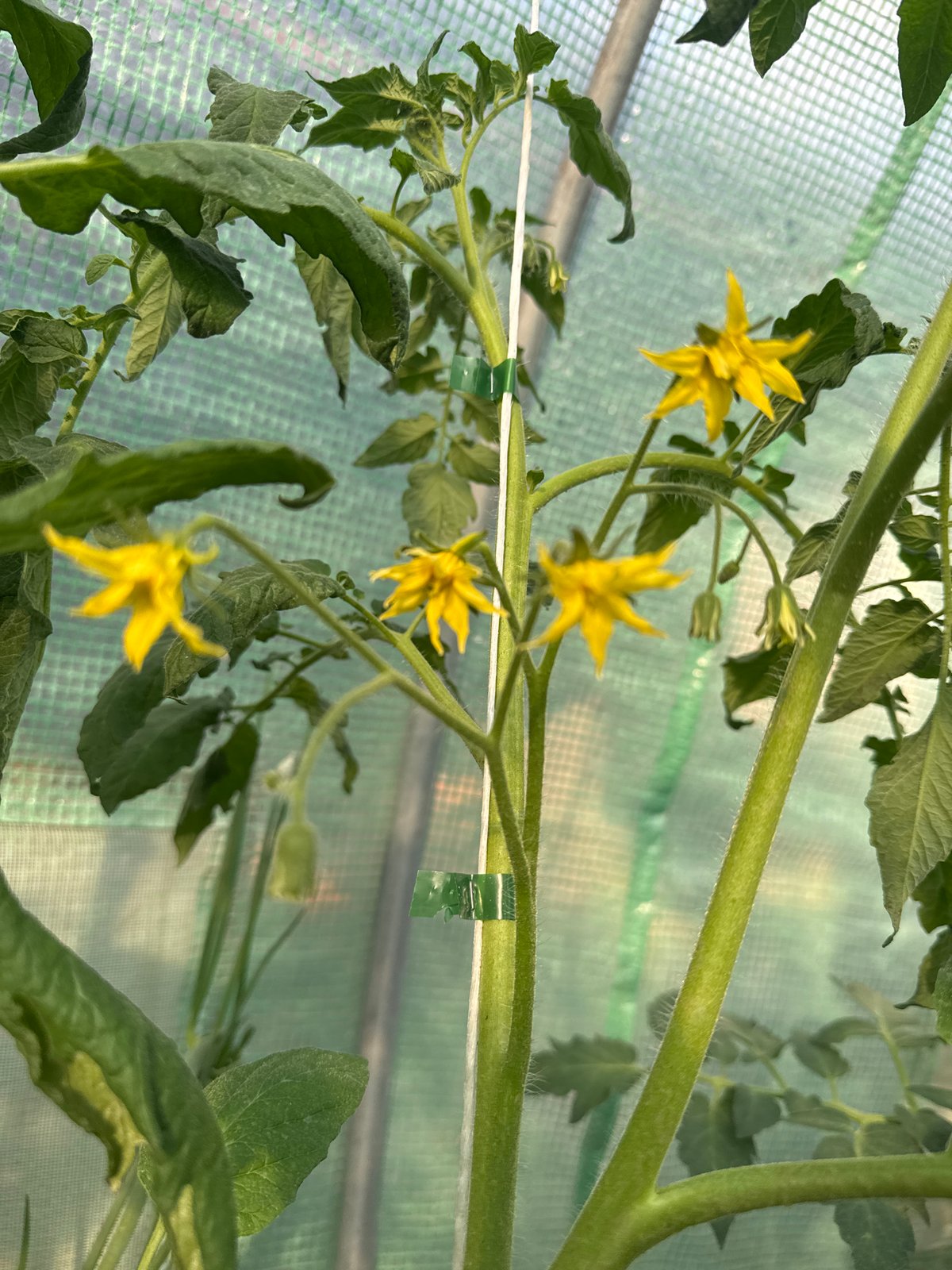 Father and daughter tend greenhouse vegetables in Bulgarian village