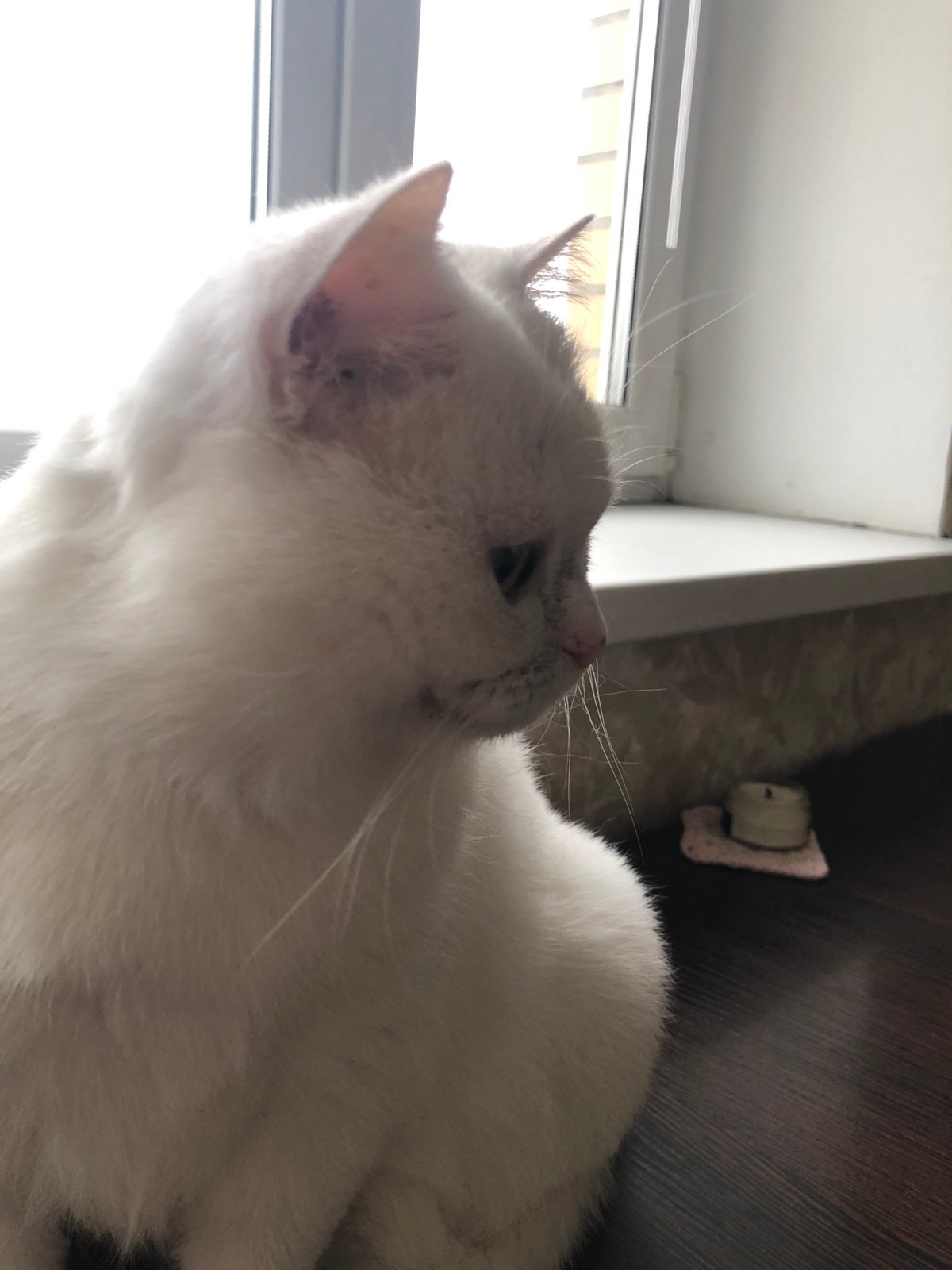 Cats at home: lounging, grooming, window-watching