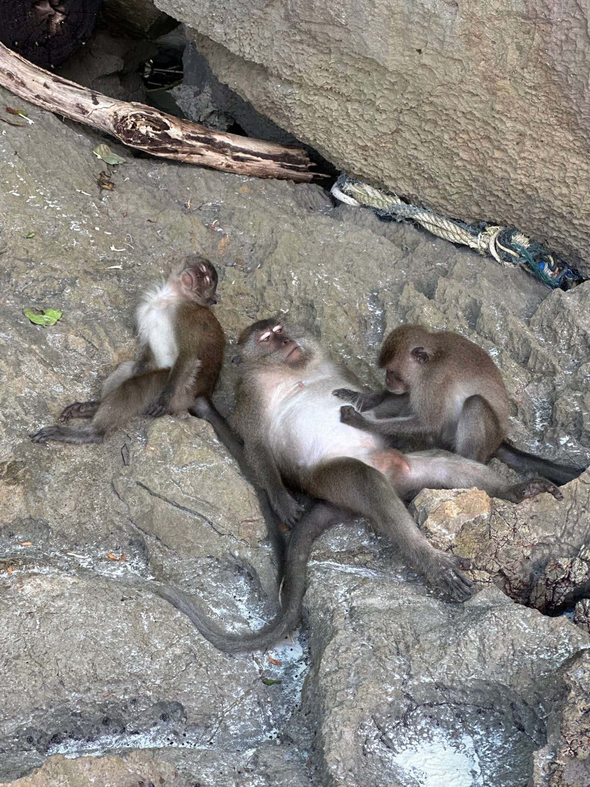 Macaques rest, groom, and explore Ton Sai's rocky beach