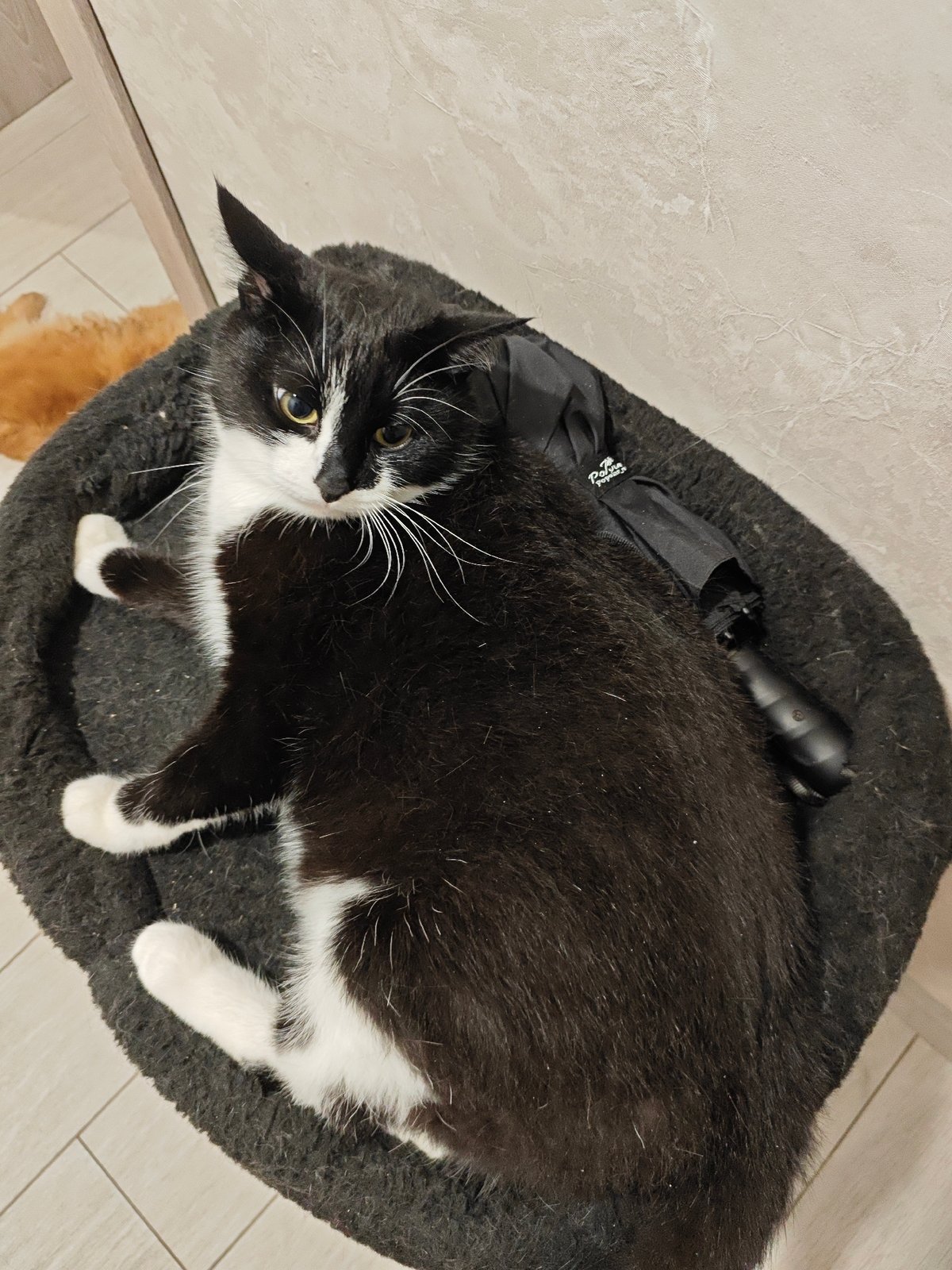 Black and white cat getting groomed in a cozy pet bed