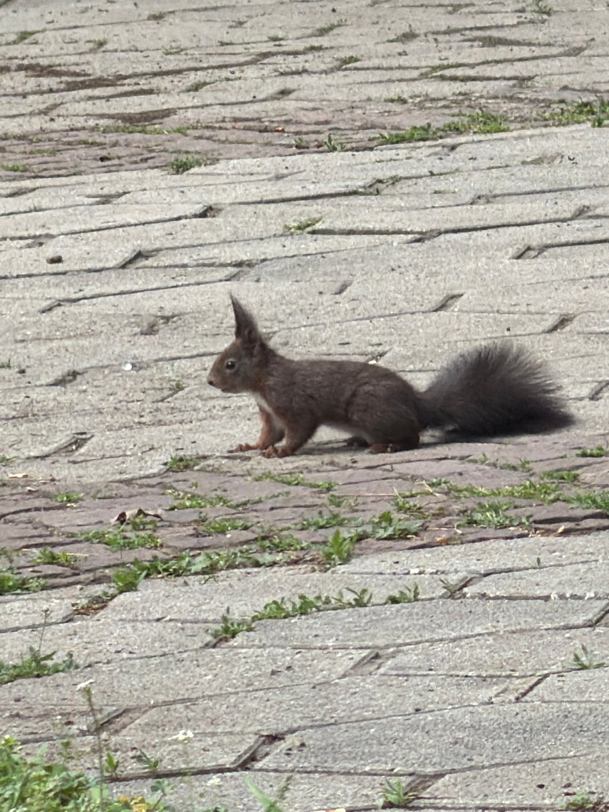Dark squirrel spotted on pavement in Botevgrad, Bulgaria