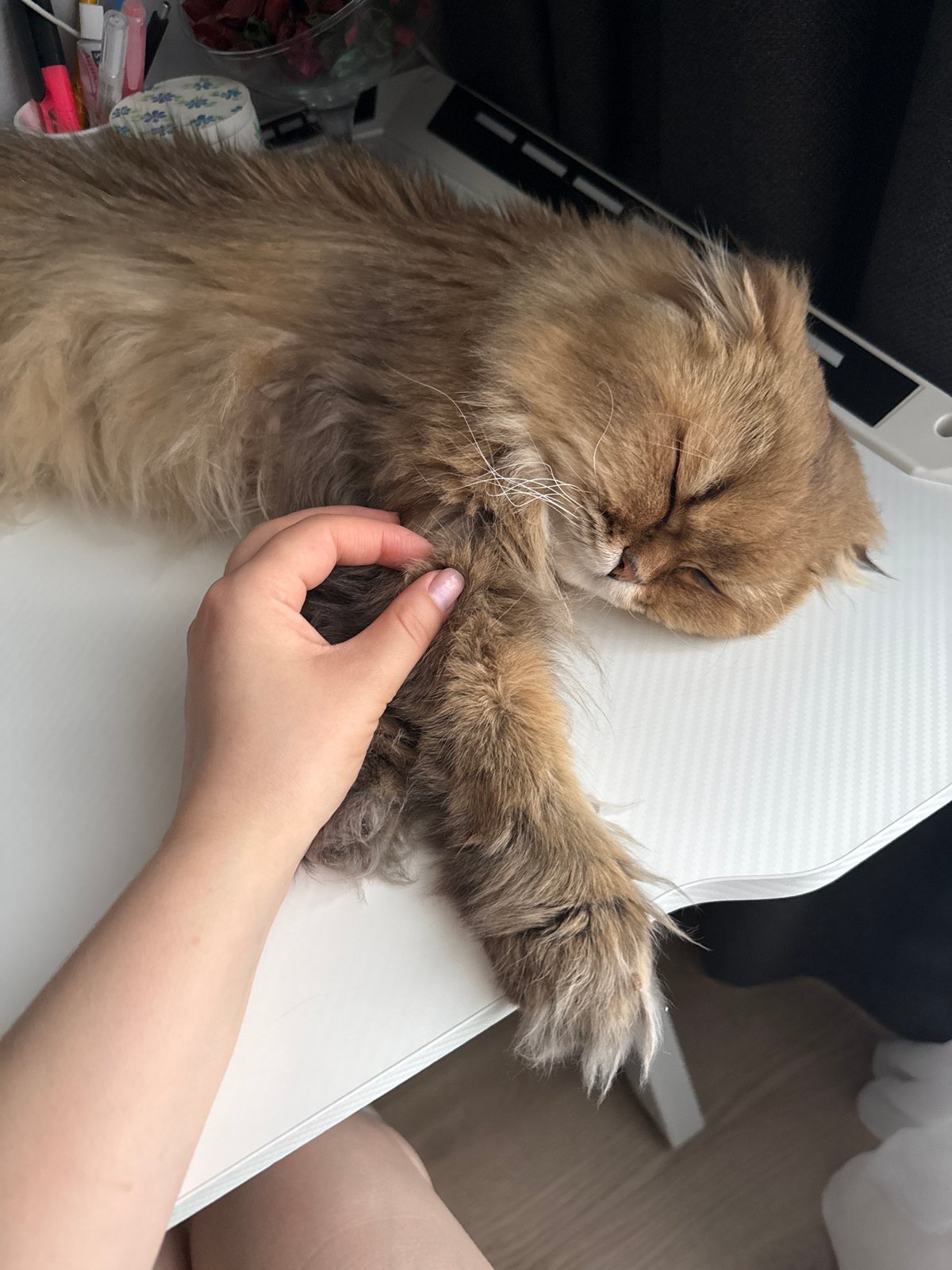 Cat naps on desk while being petted in Moscow