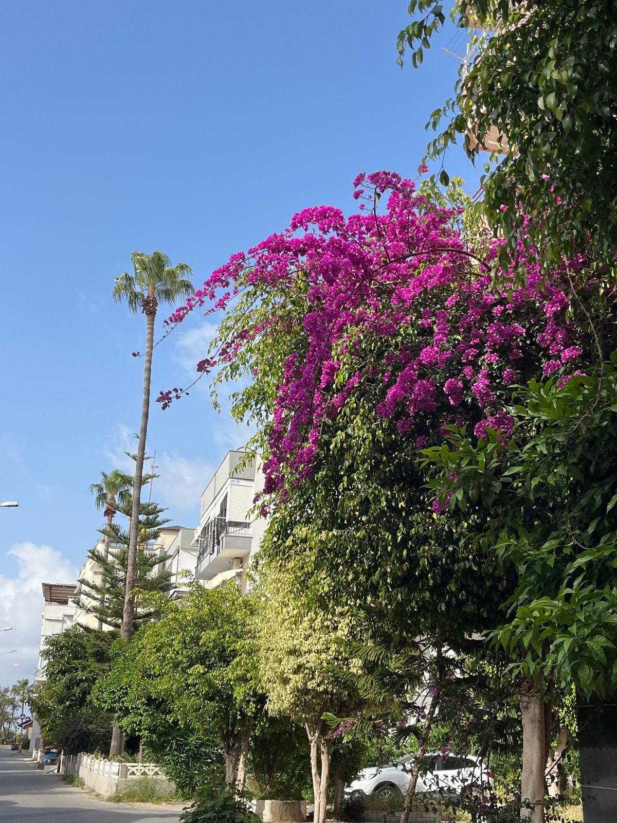 Purple Jacaranda trees bloom on Alanya streets