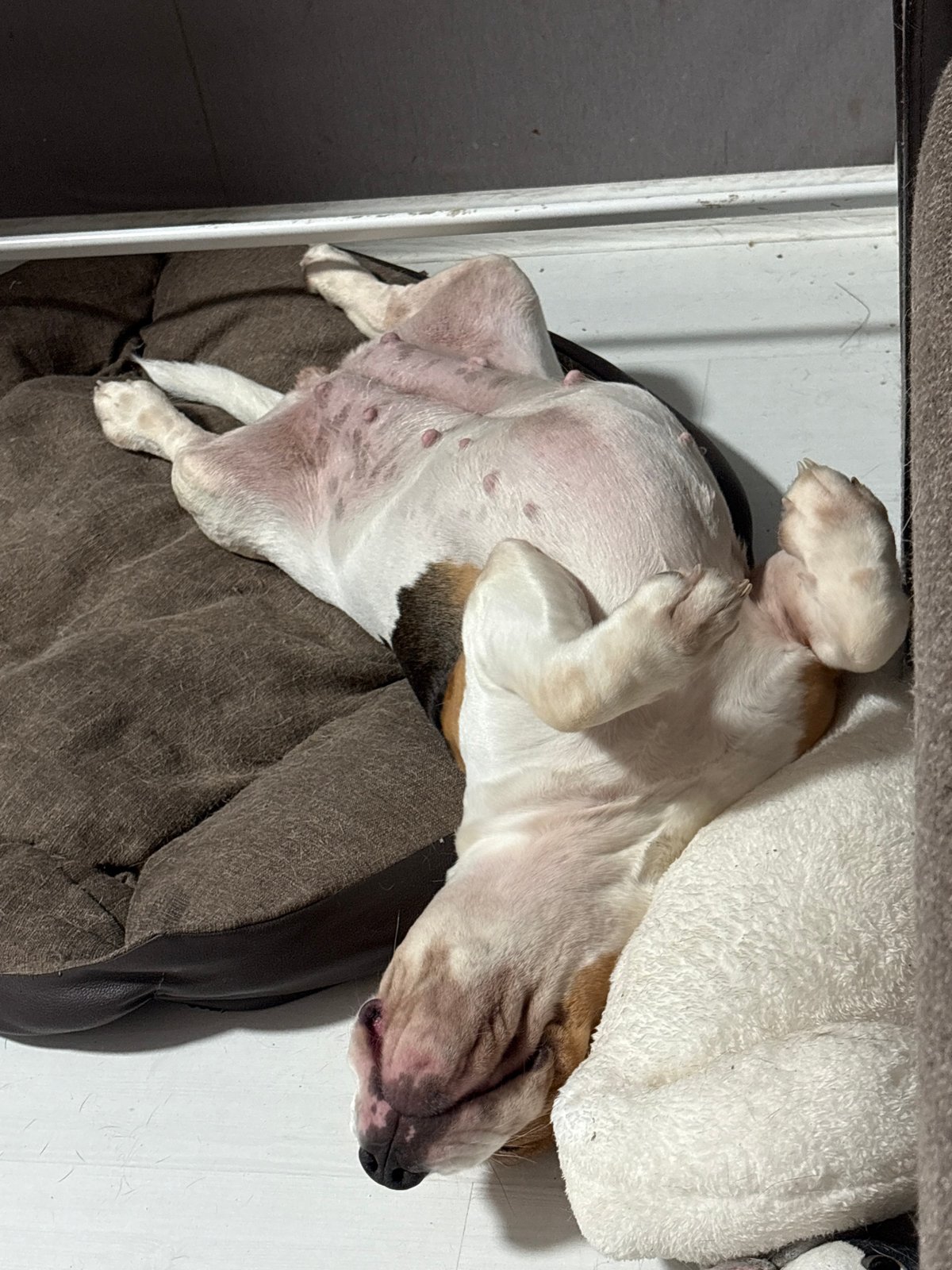 Dog rests on bed during evening hours in Russia