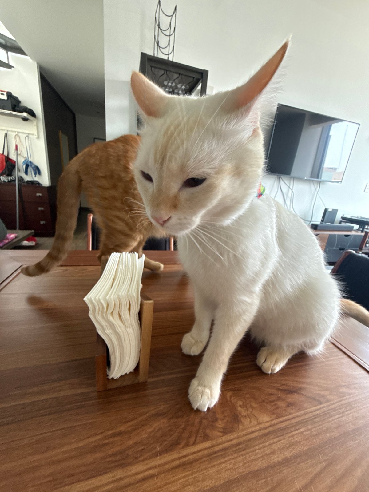 Mexico City resident documents home cats, gym workout routine