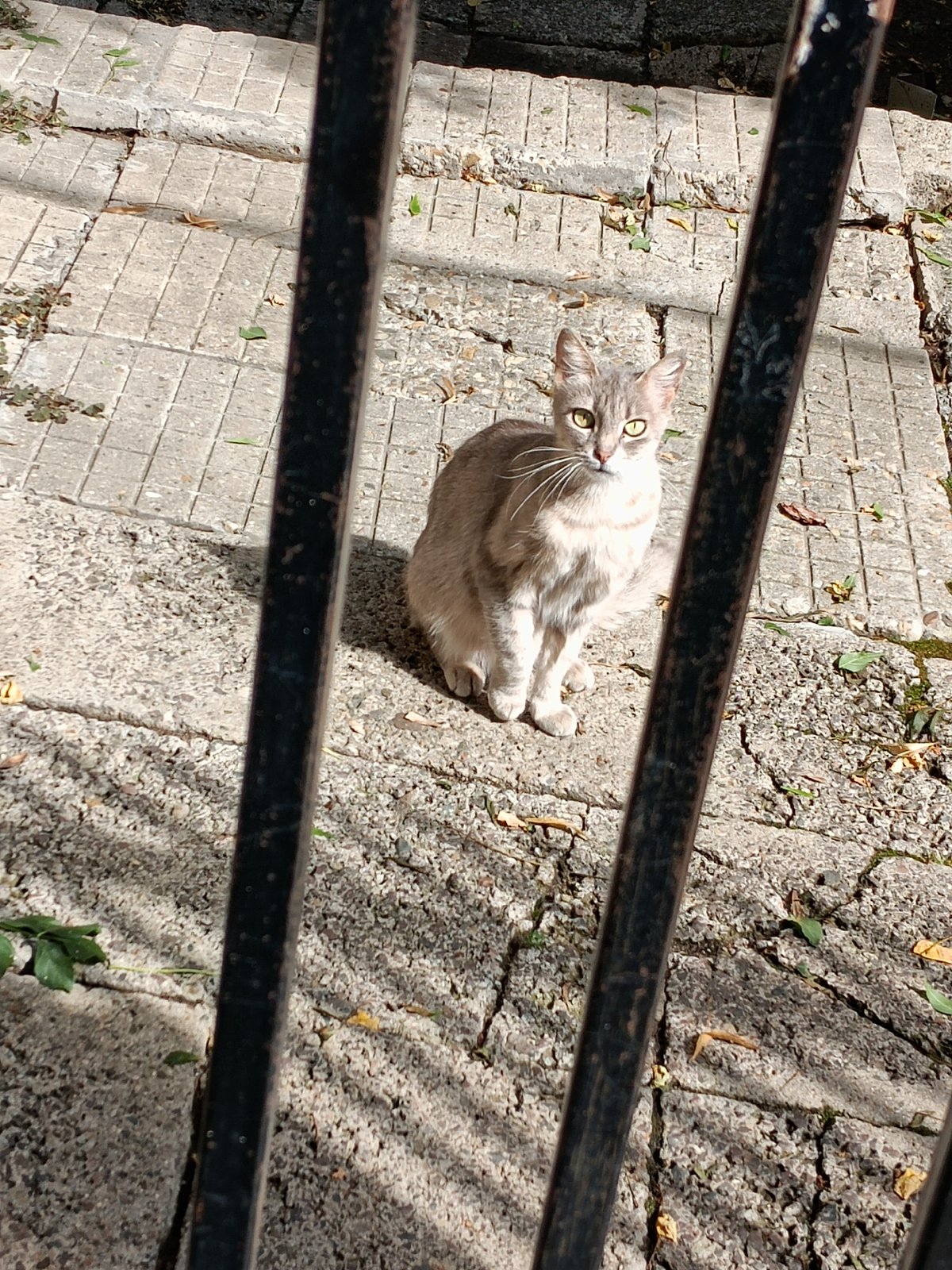 Tabby cats and sunny plazas near Sofia's National Palace of Culture