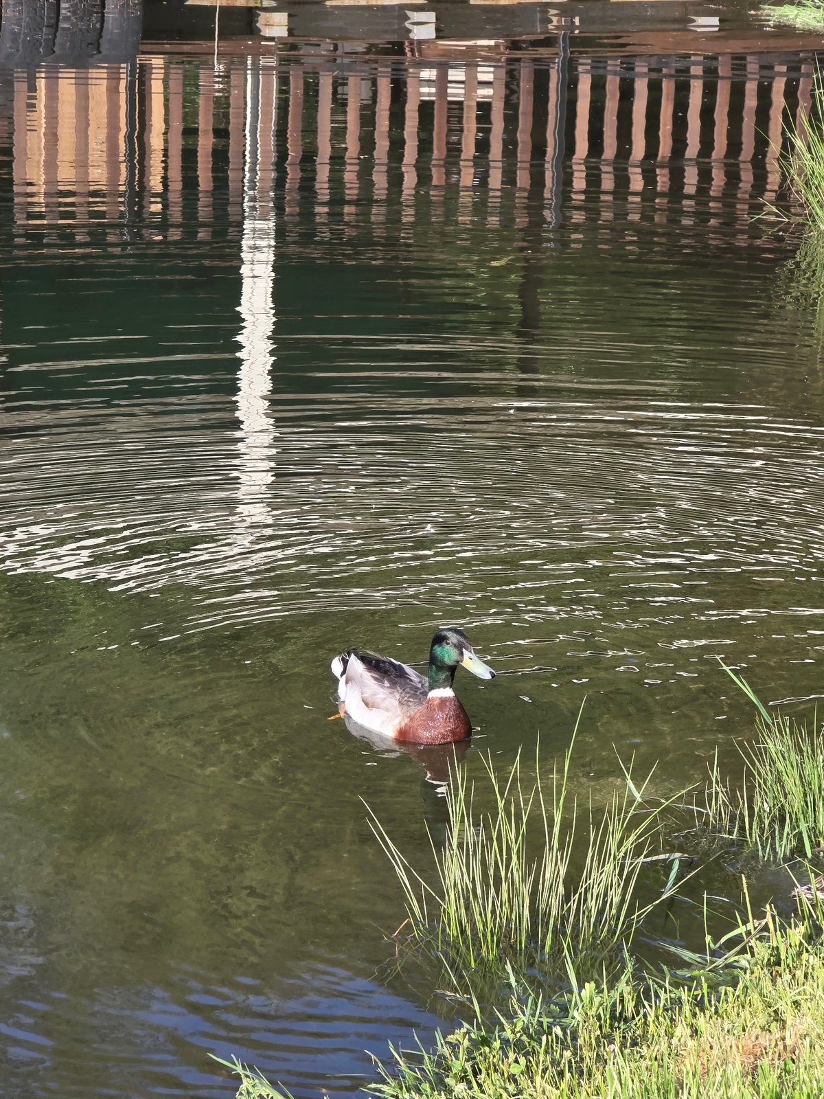 Duck spotted swimming in pond near Bistritsa, Bulgaria