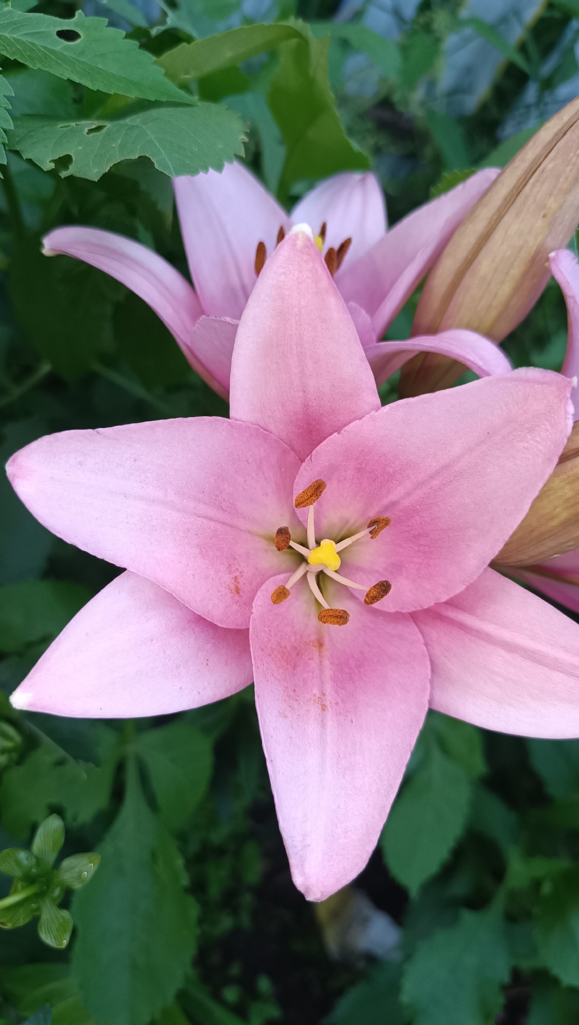 Close-up tour of a blooming summer garden in Karsha, Russia
