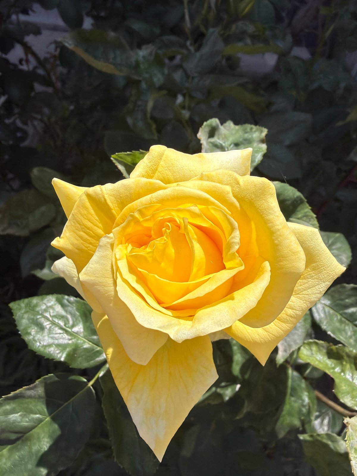 Sofia resident documents sleeping bulldog and garden flowers