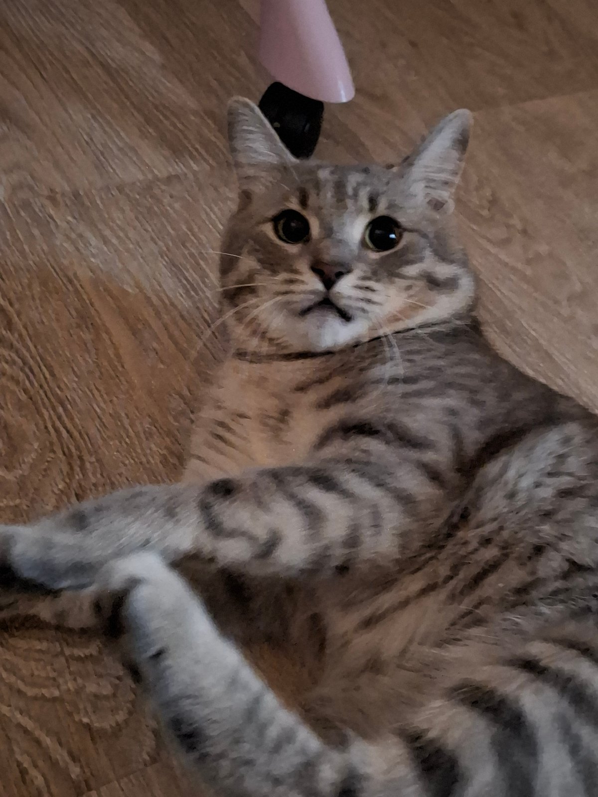 Tabby cat captured in domestic scenes across Zemun, Serbia