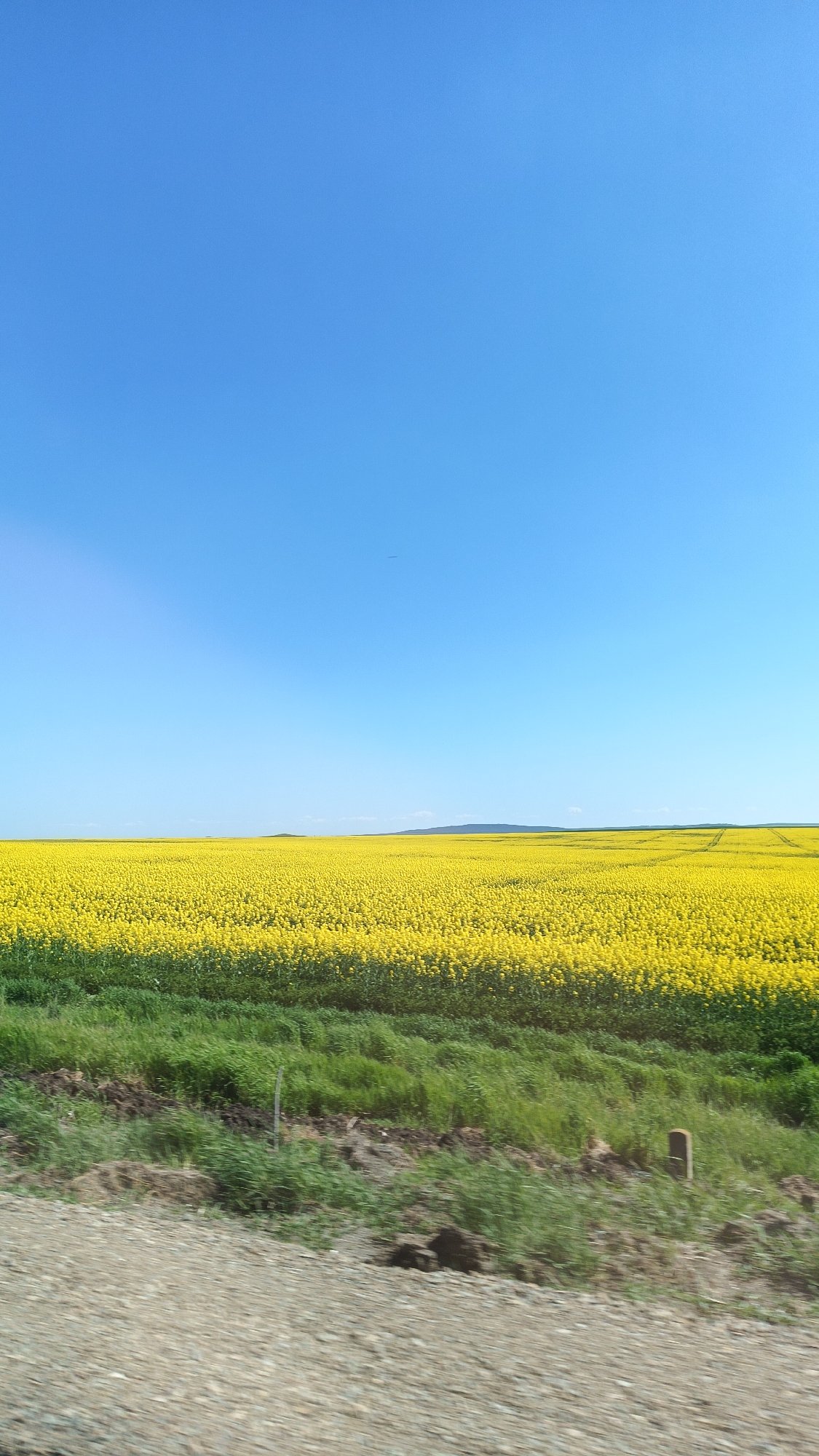 Rapeseed flowers bloom across Bulgarian farmland near Venets
