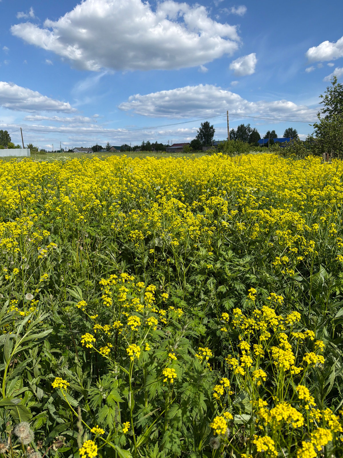 Spring flowers photographed in Ol'khovo, Russia