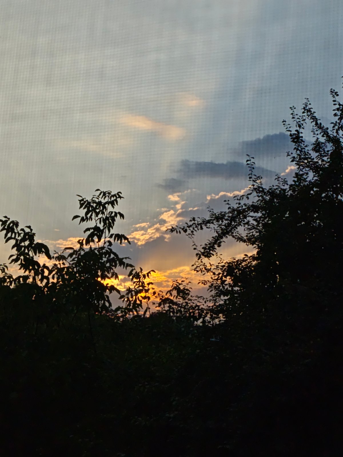 Sunset through silhouetted trees, warm sky and one bird in flight