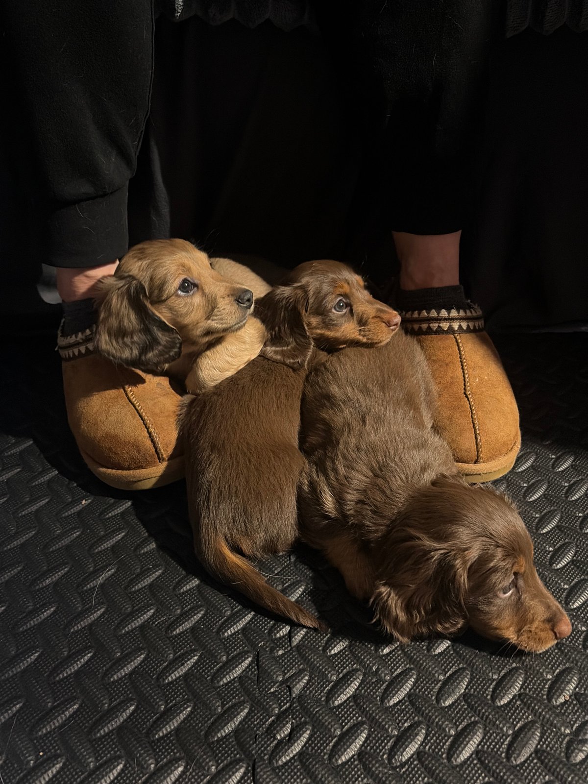 Dachshund puppies spend evening with owner in Mirabel home
