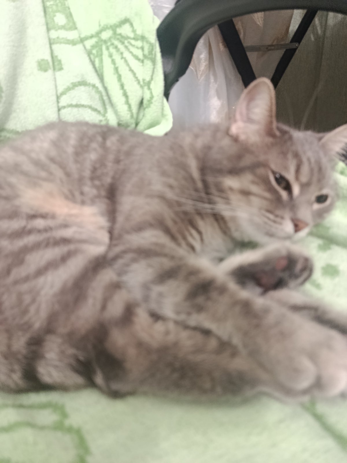 Grey tabby cat dozing on a green blanket in Mykolaiv