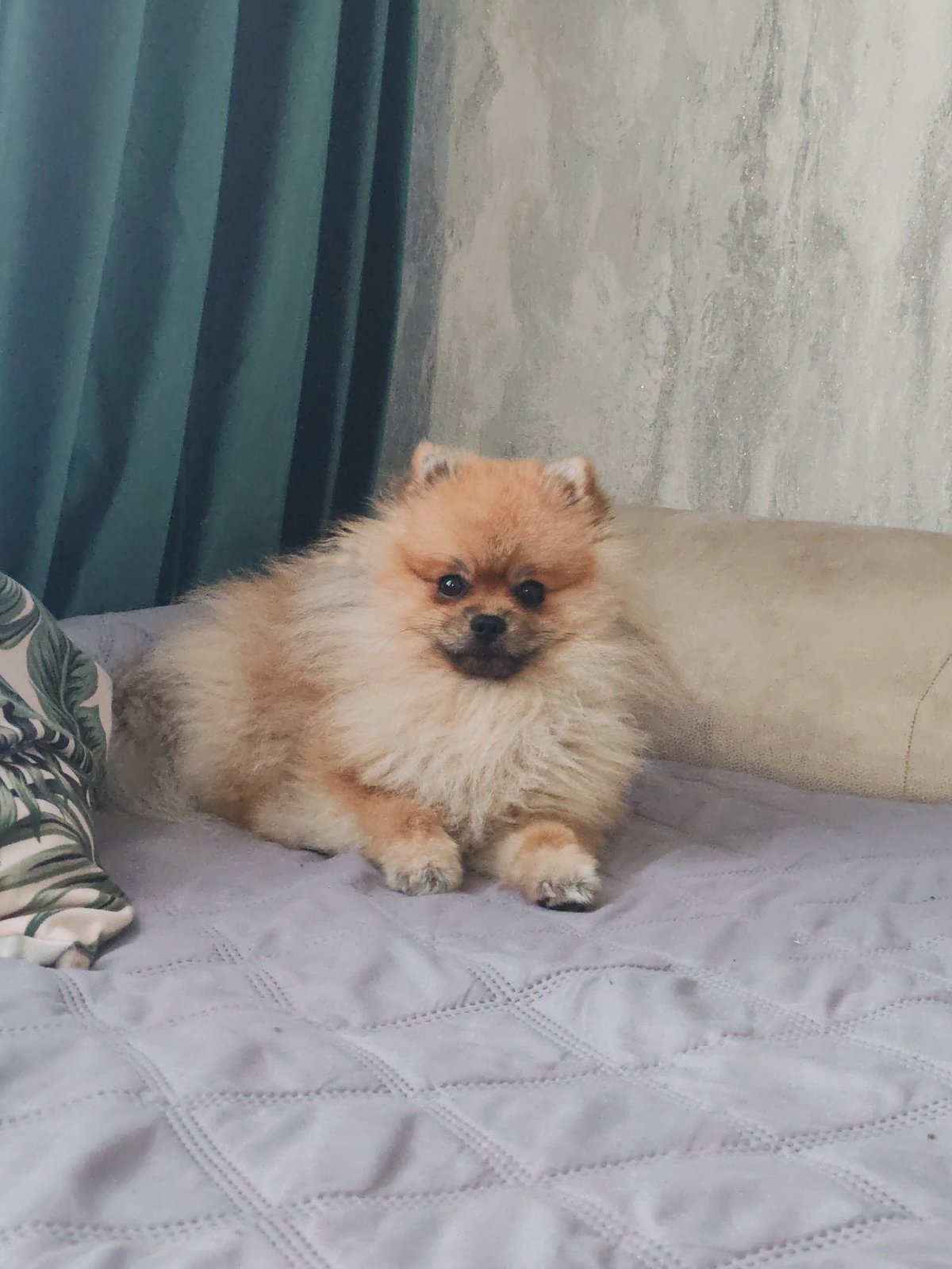 Dogs napping and couch selfies in Komsomolsk-on-Amur