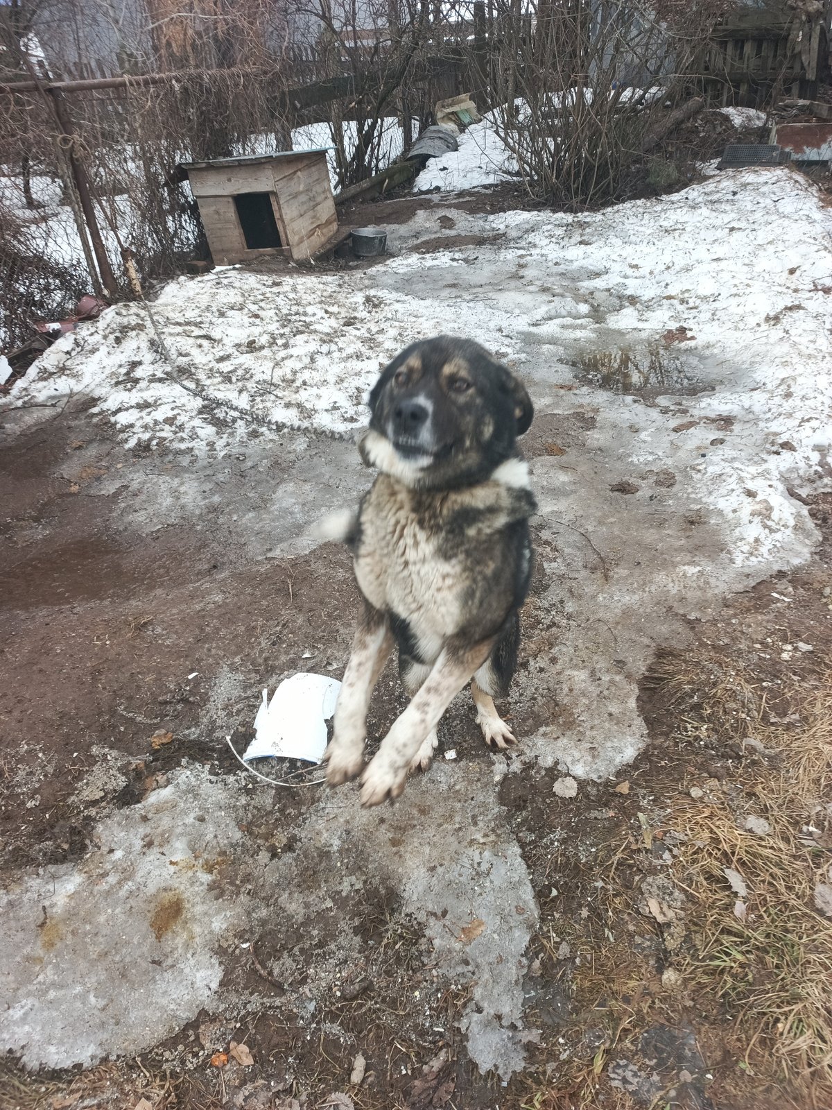 Dog stands upright in snowy Chaikovsky yard