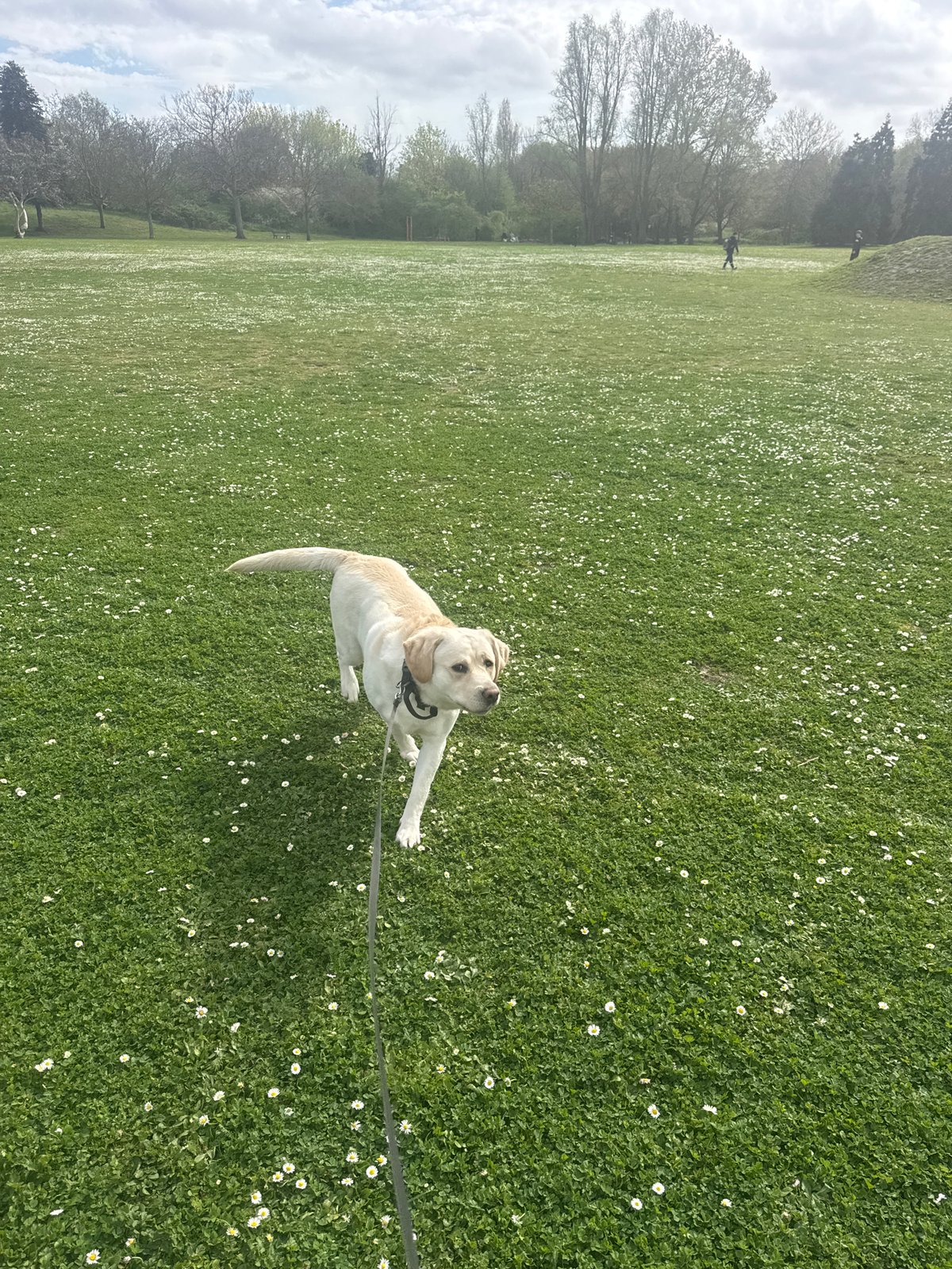 Spring afternoon scenes captured in London park with dog, ducklings