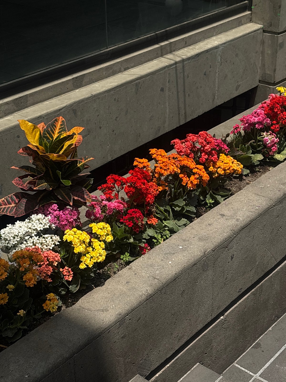 Urban architecture and plantings documented in Mexico City commercial district