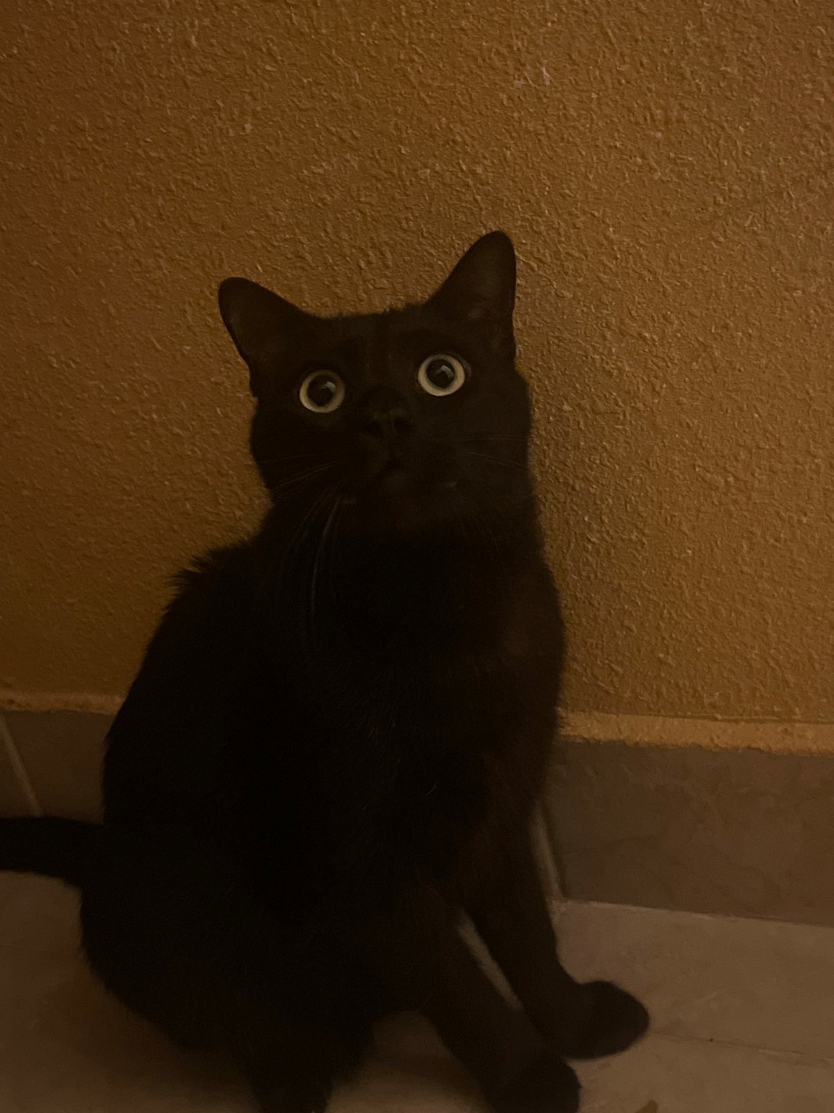 Cats observed at home during tennis broadcast in Sofia